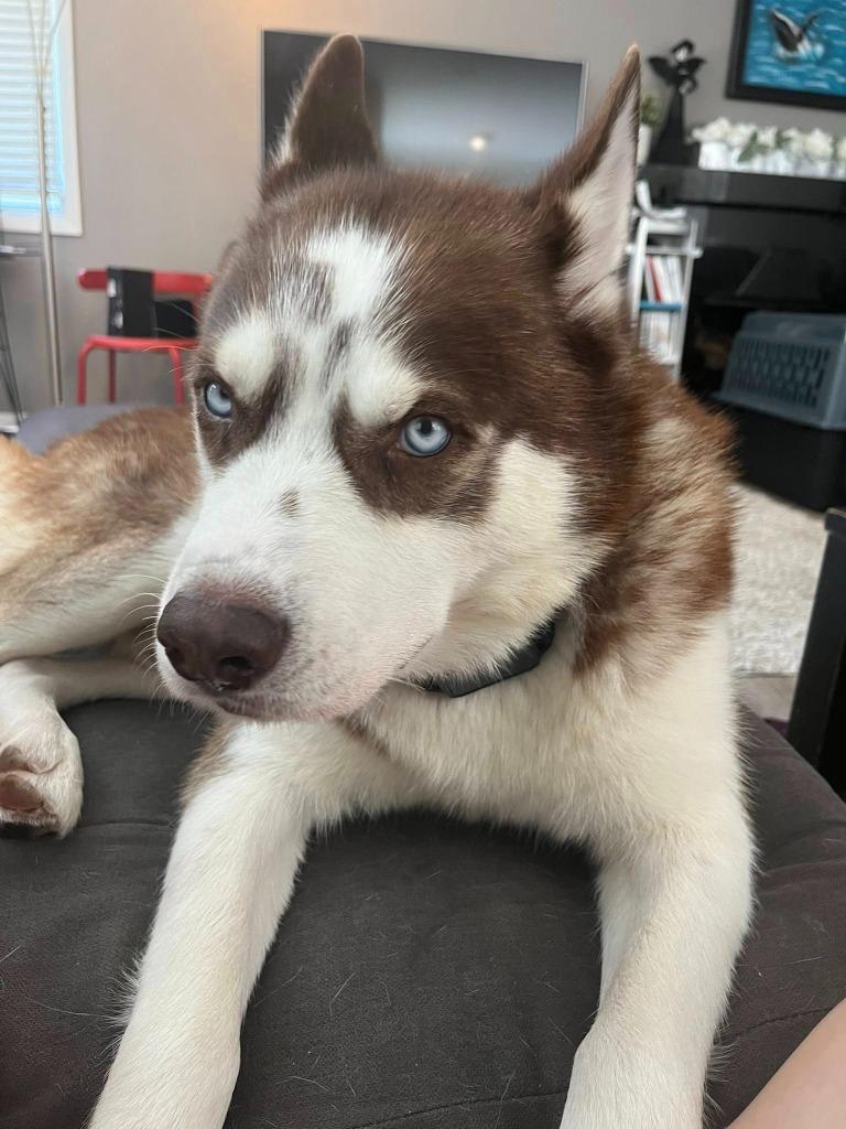 Enlarge Haitchi $400, a Adoptable Husky in Milwaukee, WI image 3/6