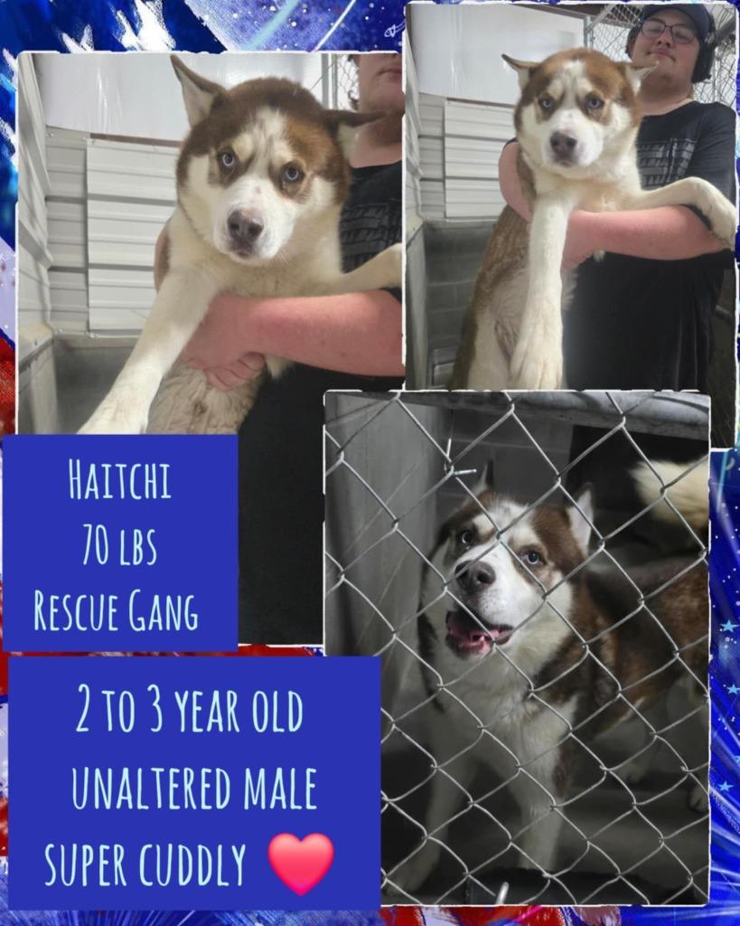 Enlarge Haitchi $400, a Adoptable Husky in Milwaukee, WI image 4/6