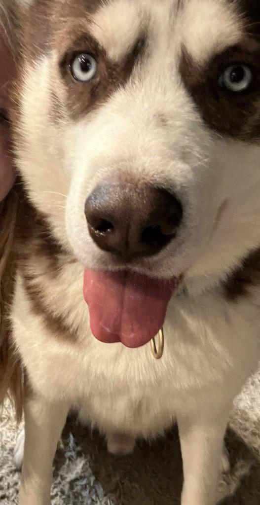 Enlarge Haitchi $400, a Adoptable Husky in Milwaukee, WI image 5/6