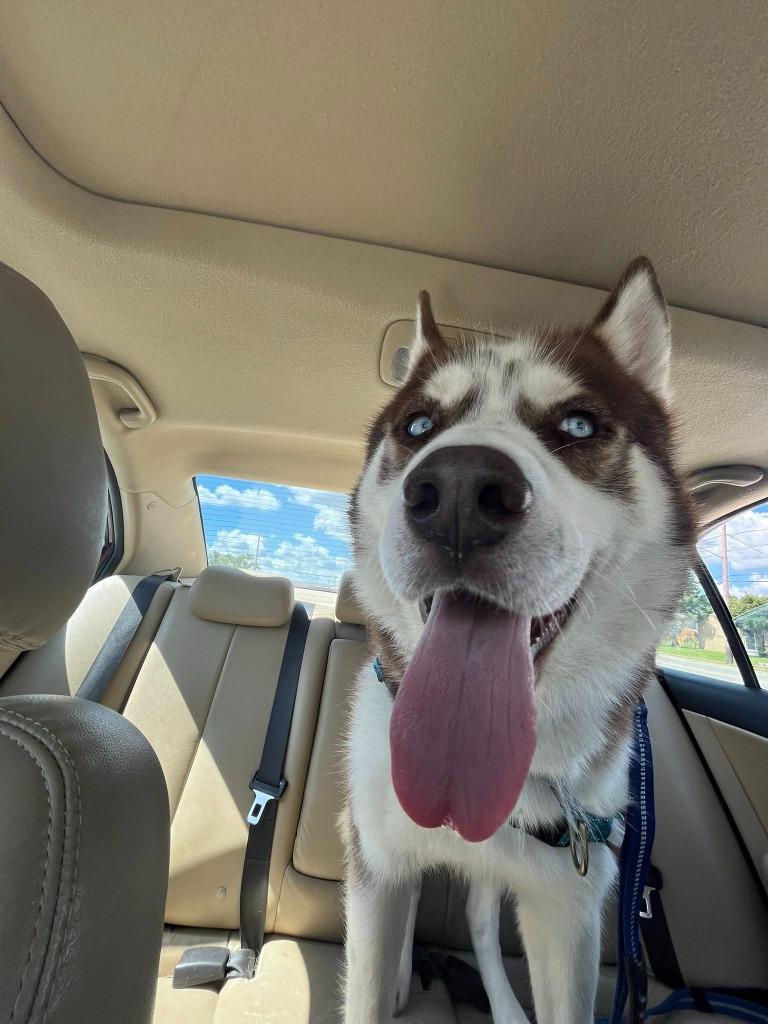 Enlarge Haitchi $400, a Adoptable Husky in Milwaukee, WI image 6/6