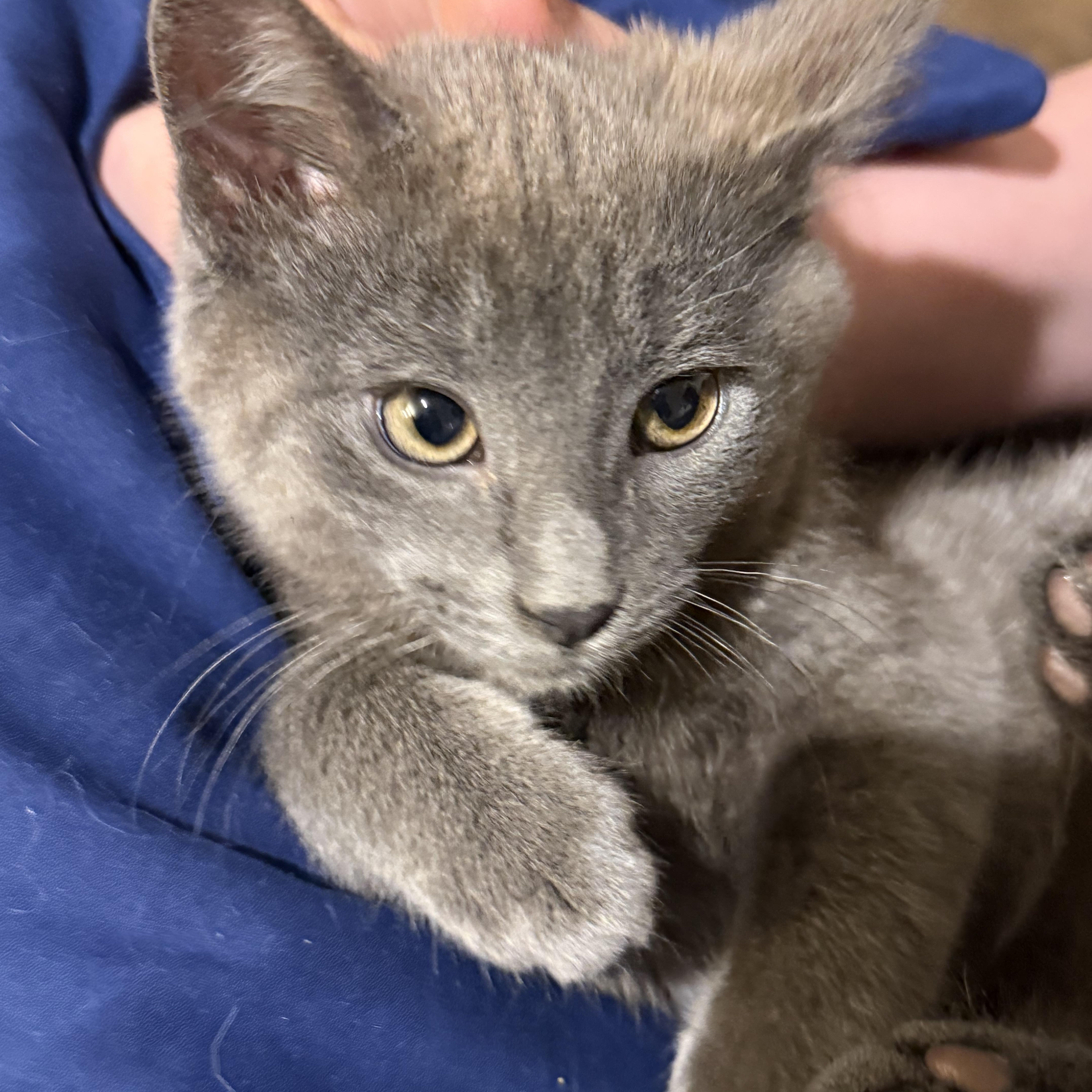 Smudge, adopted, Kitten Male Domestic Short Hair.