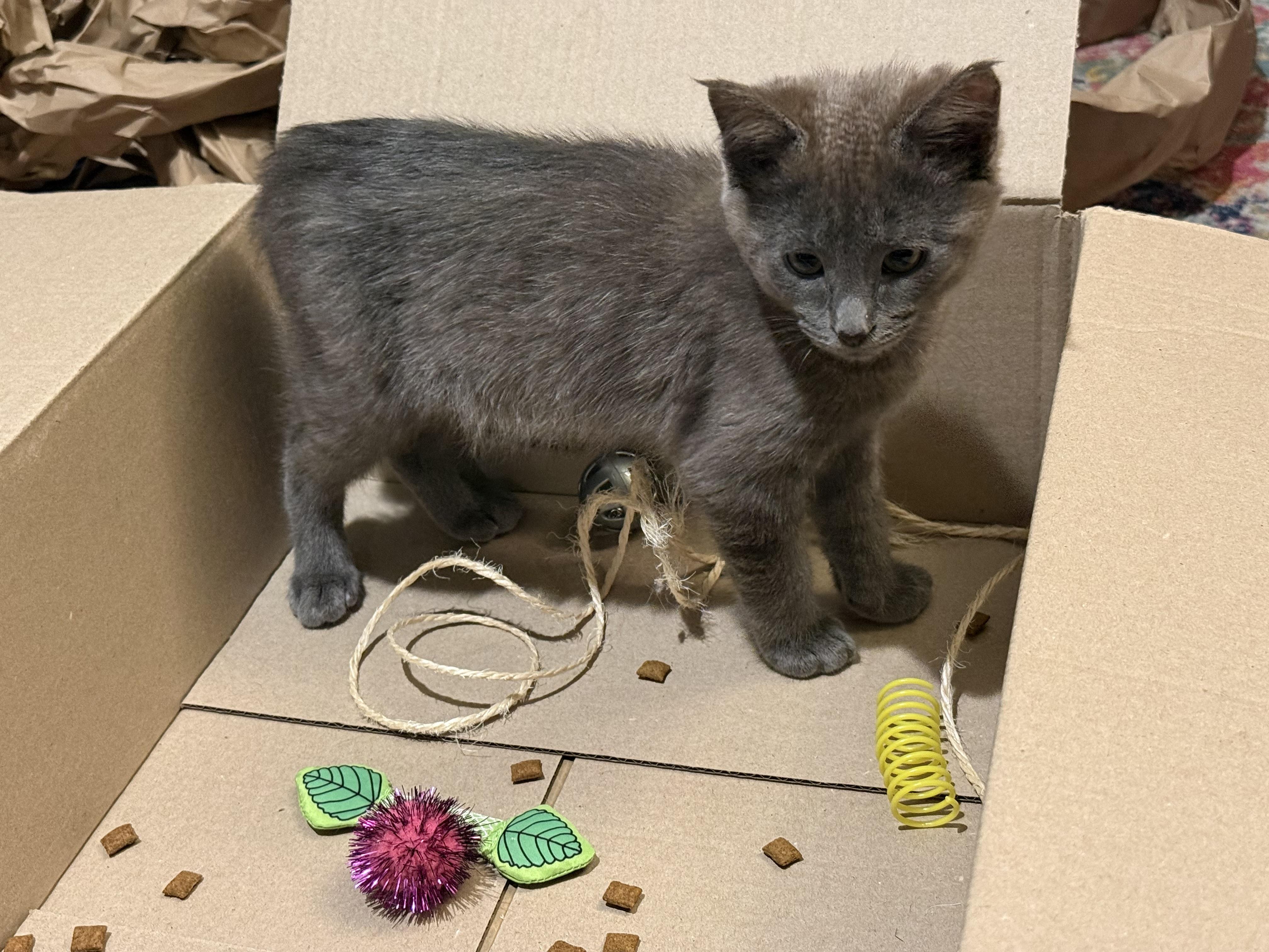 Smudge, an adopted Domestic Short Hair in Milwaukee, WI image 4/6
