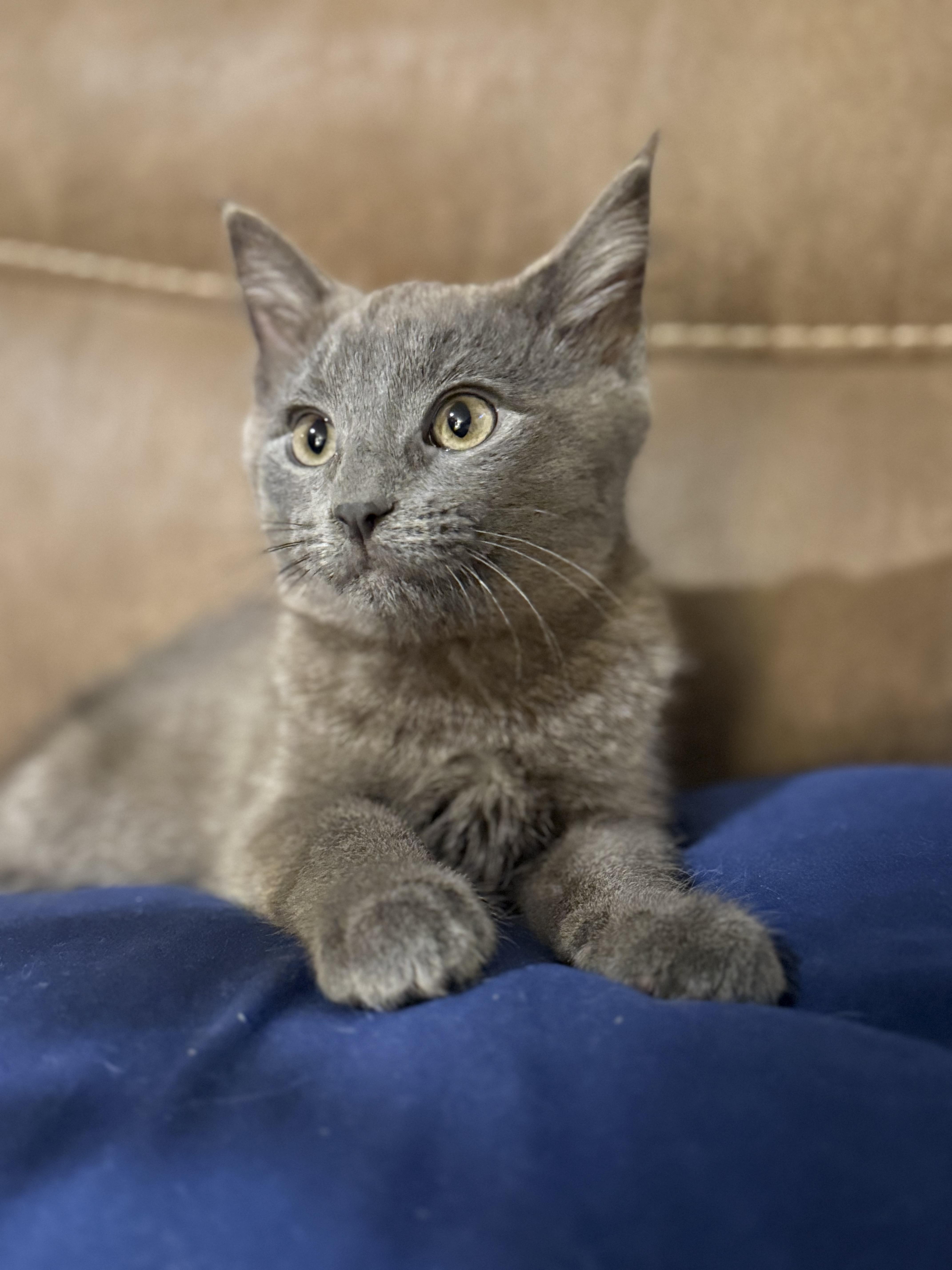 Smudge, an adopted Domestic Short Hair in Milwaukee, WI image 3/6