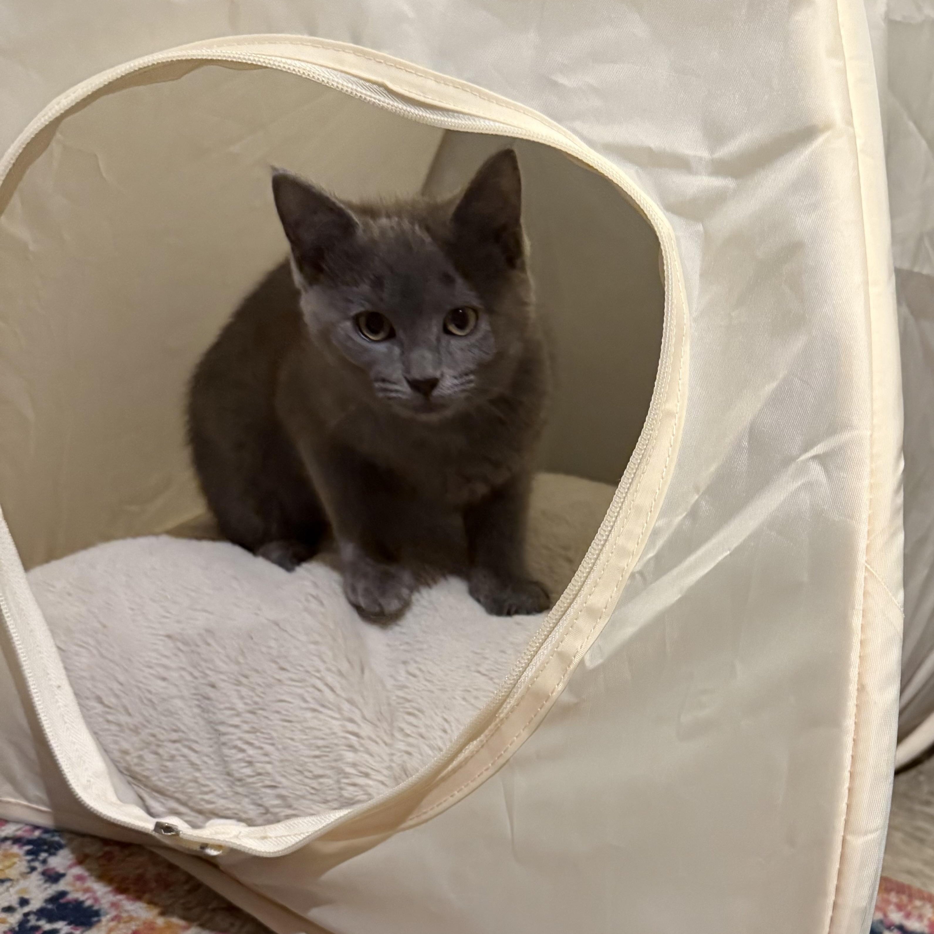 Smudge, an adopted Domestic Short Hair in Milwaukee, WI image 6/6