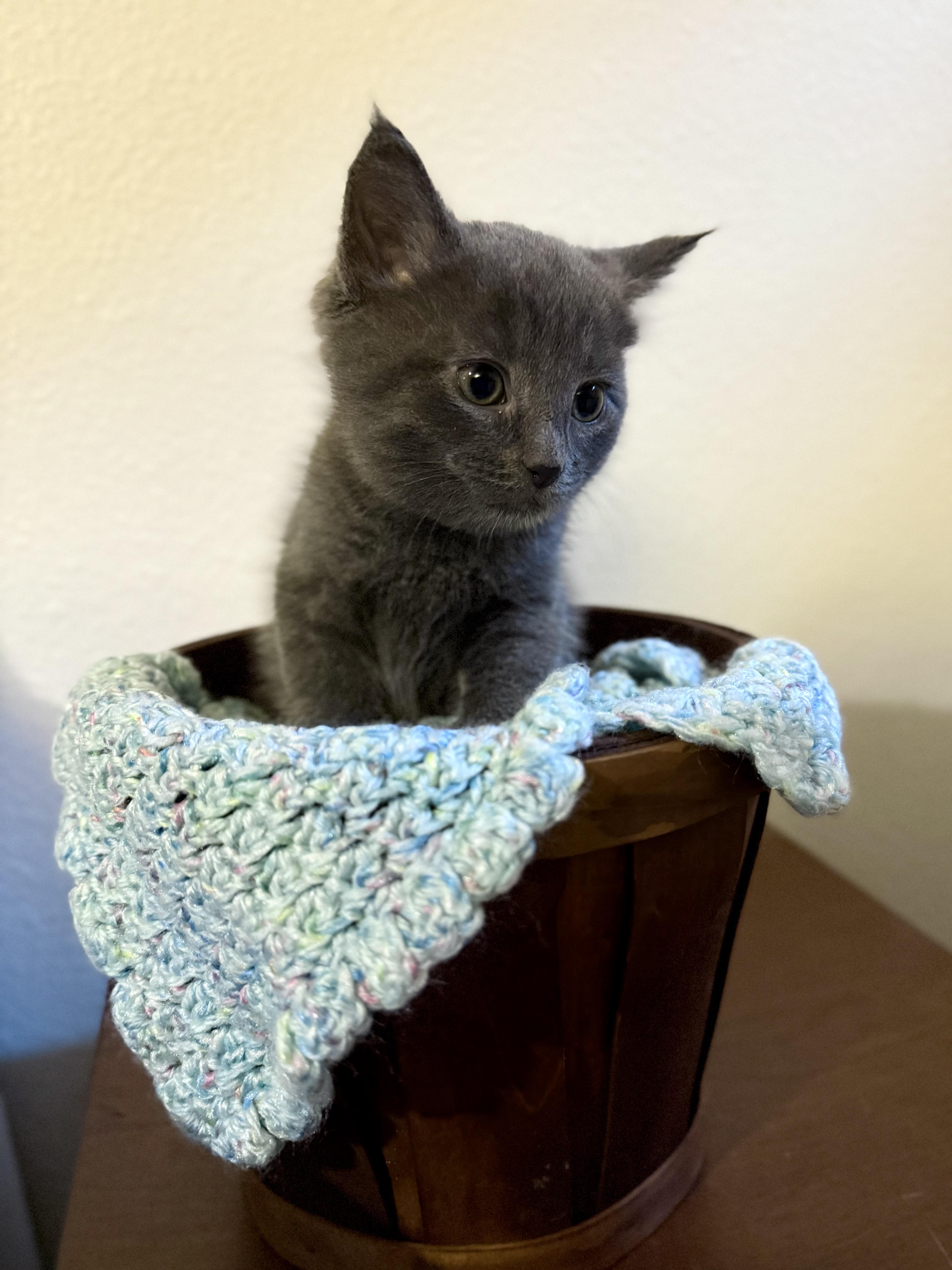Smudge, an adopted Domestic Short Hair in Milwaukee, WI image 2/6