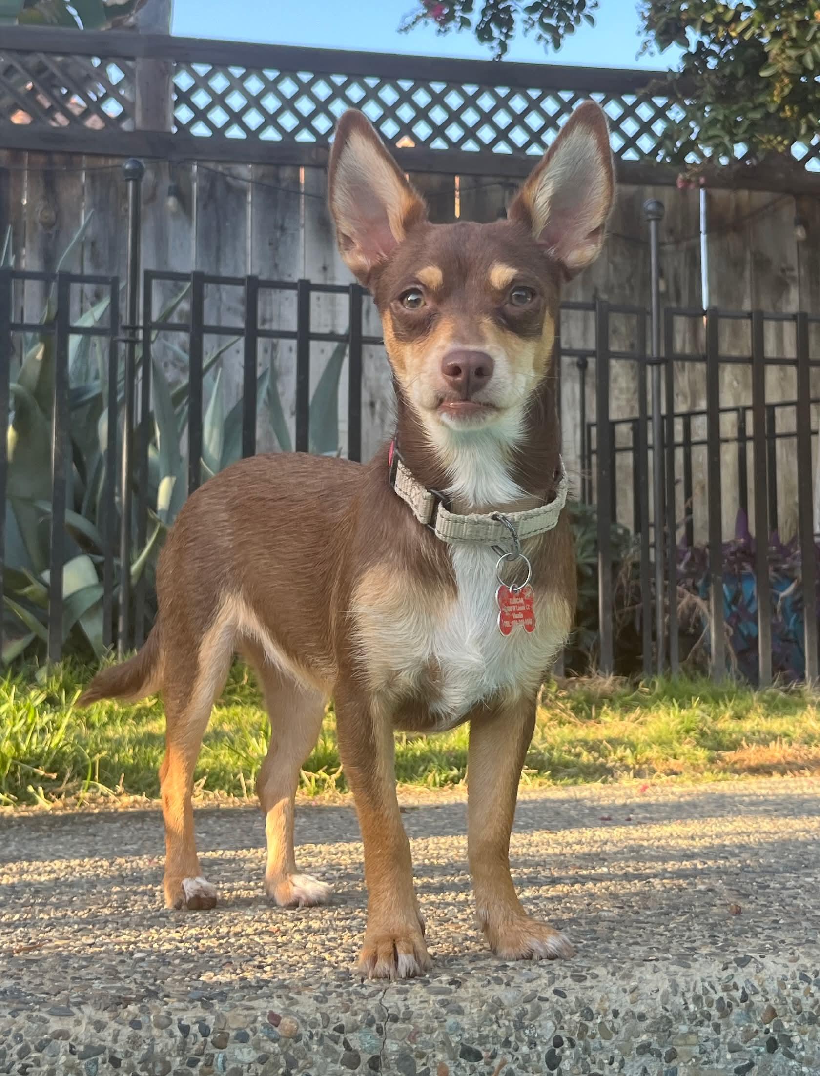 Polly, adopted, Adult Female Chihuahua.