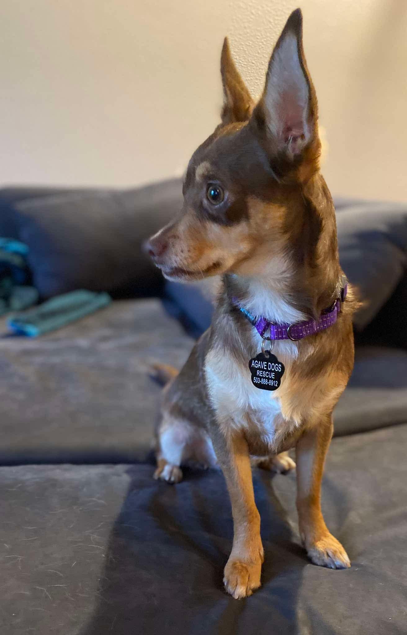 Enlarge Polly, an adopted mixed breed in Beavercreek, OR image 4/6