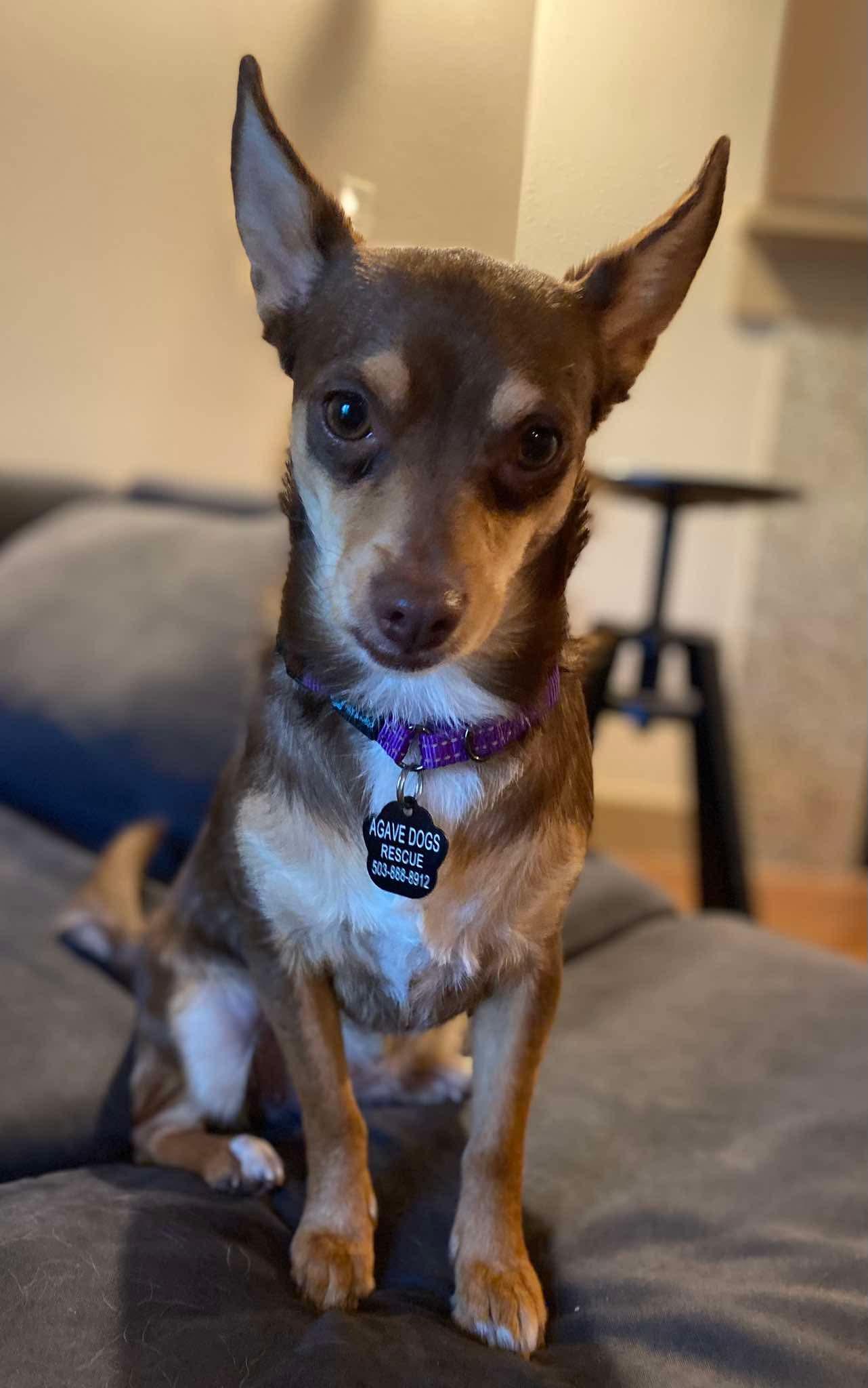 Enlarge Polly, an adopted mixed breed in Beavercreek, OR image 3/6