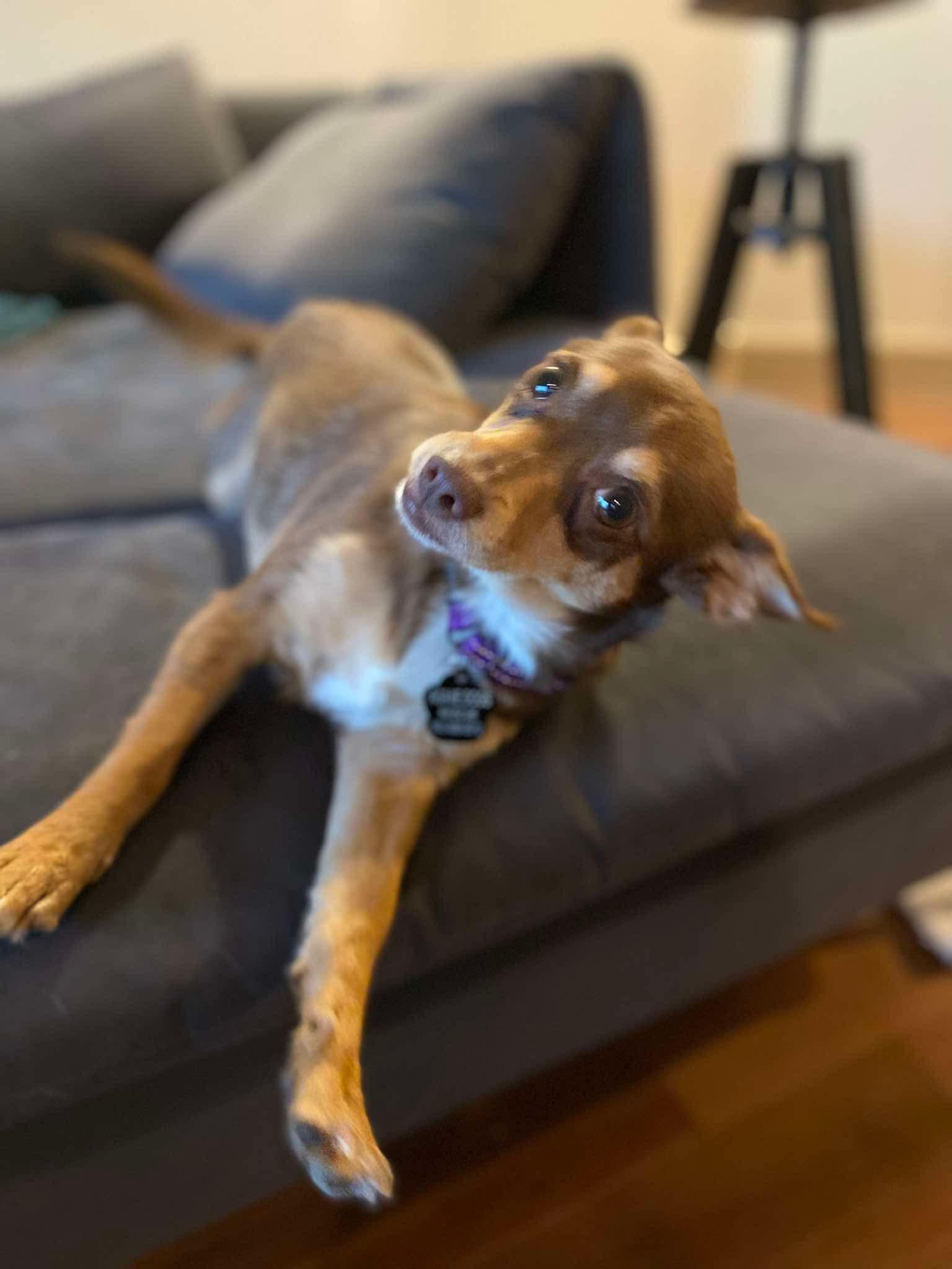 Enlarge Polly, an adopted mixed breed in Beavercreek, OR image 5/6