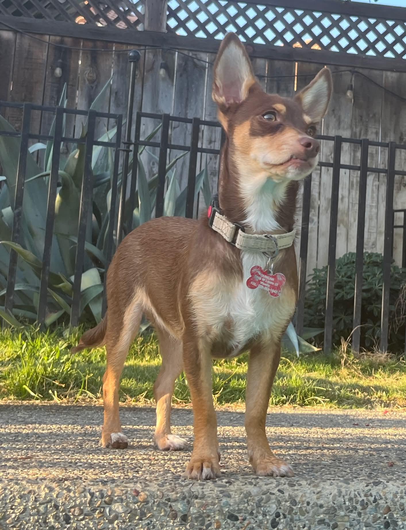 Enlarge Polly, an adopted mixed breed in Beavercreek, OR image 2/6