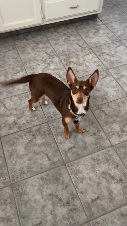 Enlarge Polly, an adopted mixed breed in Beavercreek, OR video 6/6