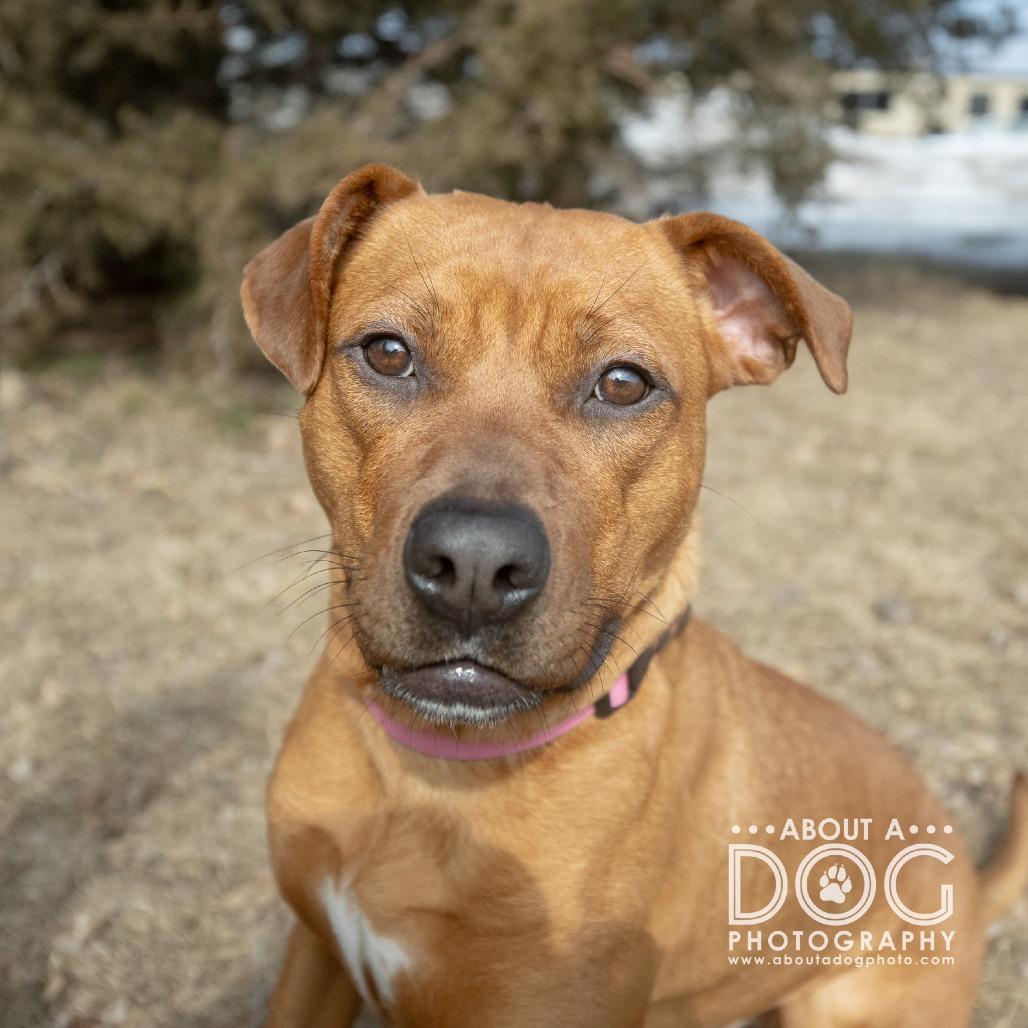 Bella, Adoptable, Young Female American Staffordshire Terrier.