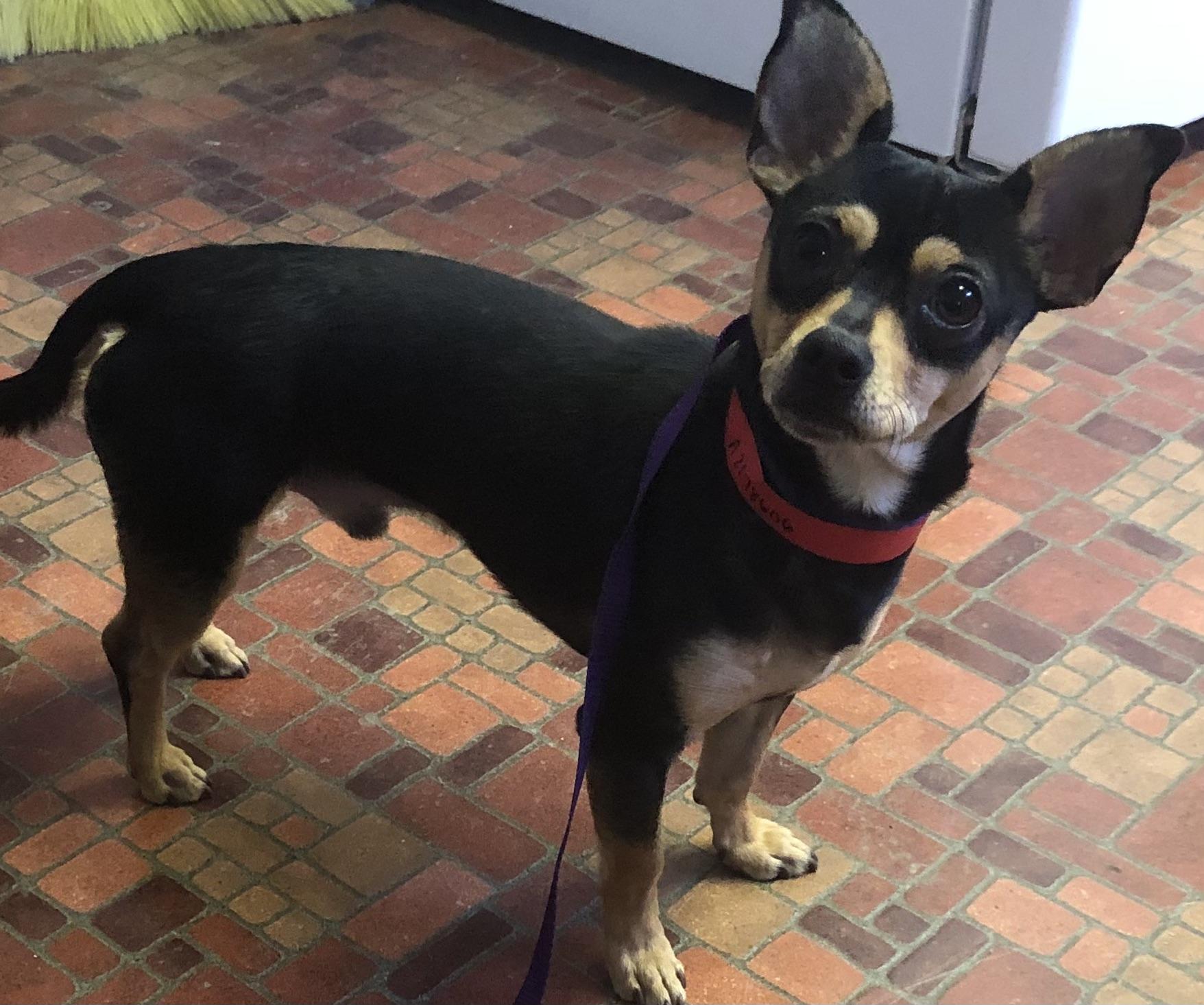 Oso, Adoptable, Young Male Chihuahua.