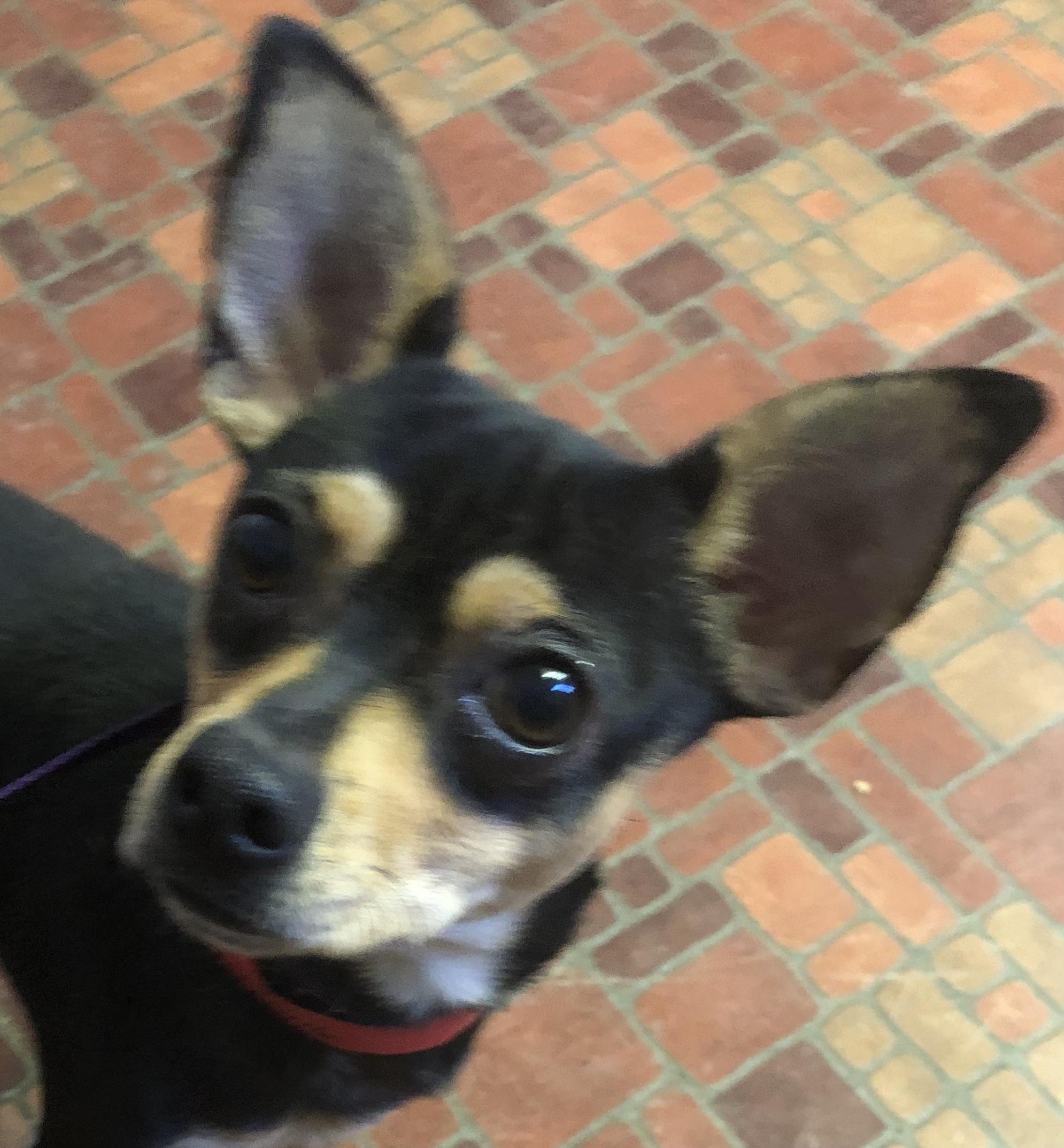 Enlarge Oso, a Adoptable Chihuahua in Lancaster, CA image 2/3