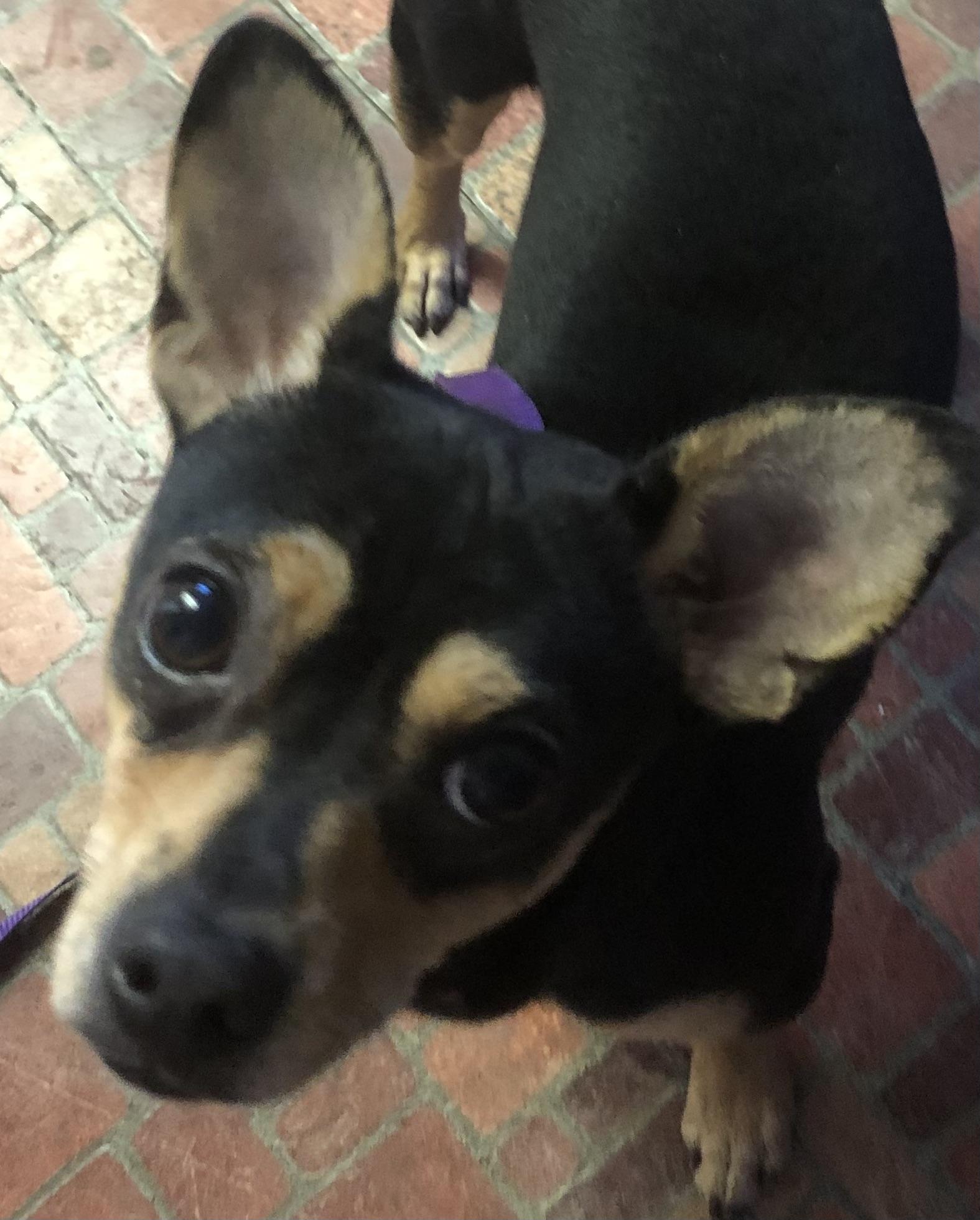 Enlarge Oso, a Adoptable Chihuahua in Lancaster, CA image 3/3