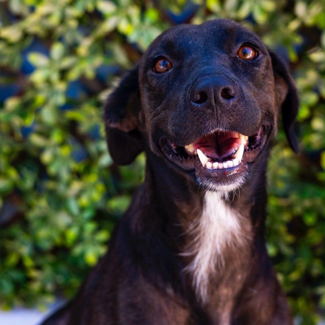 Dea, ADOPTABLE, Adult Female Whippet & Labrador Retriever.