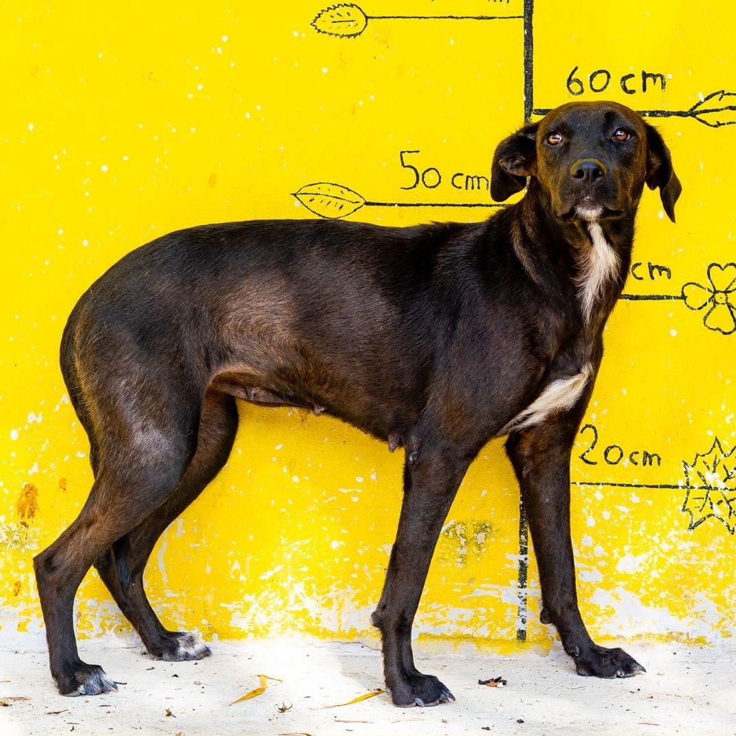 Dea, a ADOPTABLE mixed breed in New York, NY image 2/6