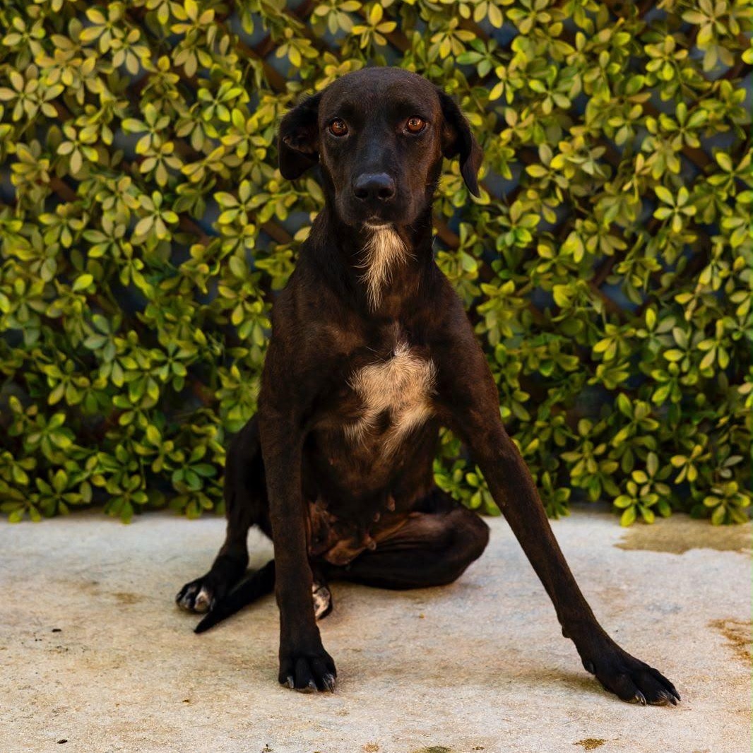 Dea, a ADOPTABLE mixed breed in New York, NY image 5/6