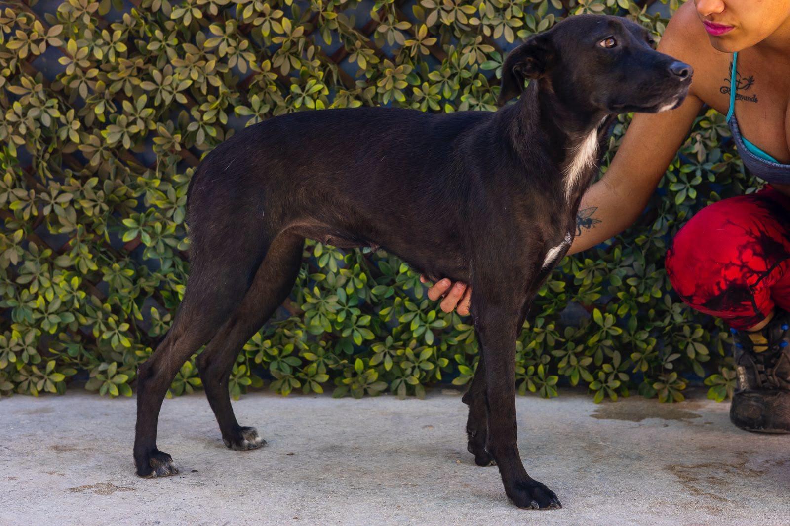 Dea, a ADOPTABLE mixed breed in New York, NY image 6/6