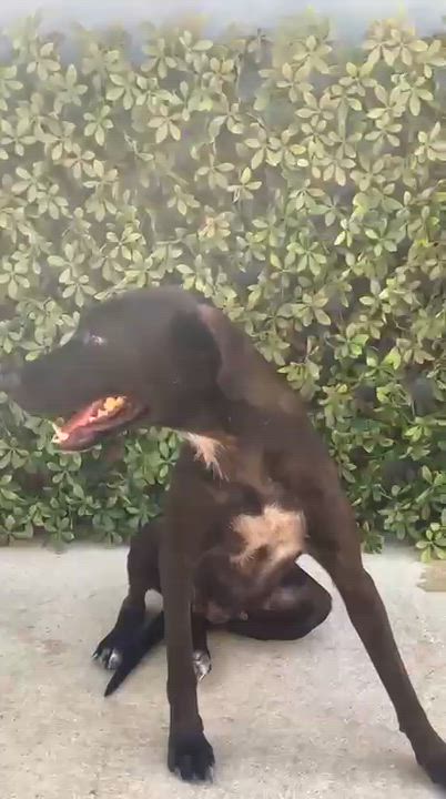Enlarge Dea, a ADOPTABLE mixed breed in New York, NY video 3/6