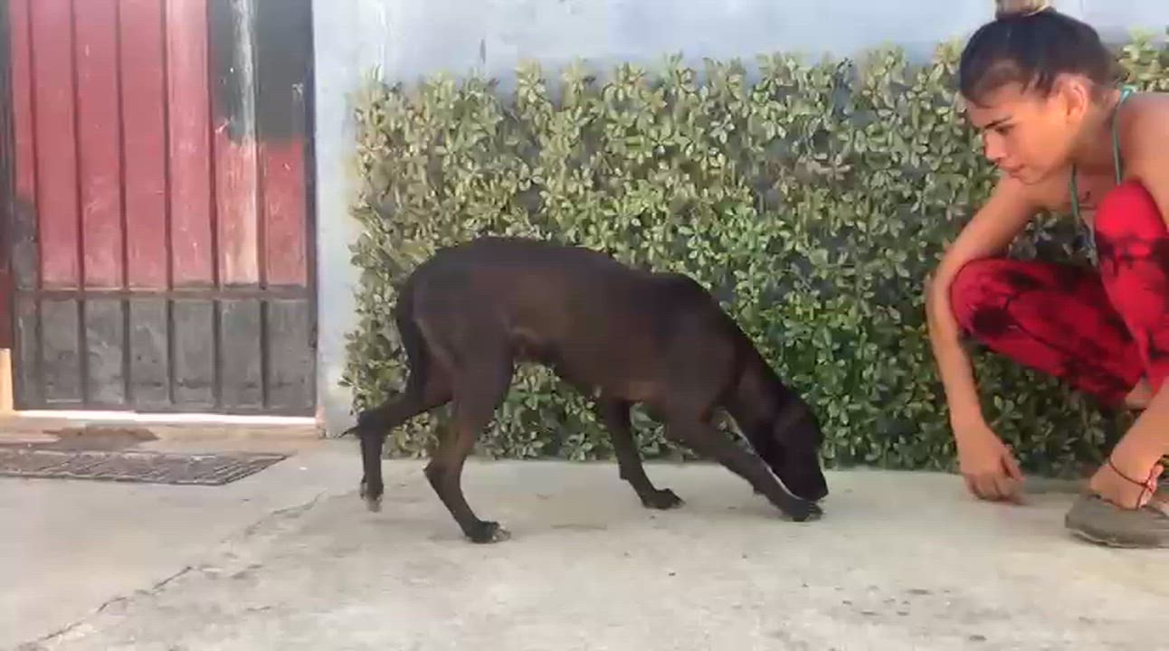 Enlarge Dea, a ADOPTABLE mixed breed in New York, NY video 4/6