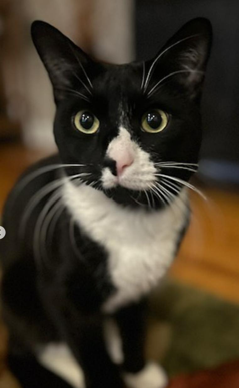 Thumper, Adoptable, Young Male Tuxedo.