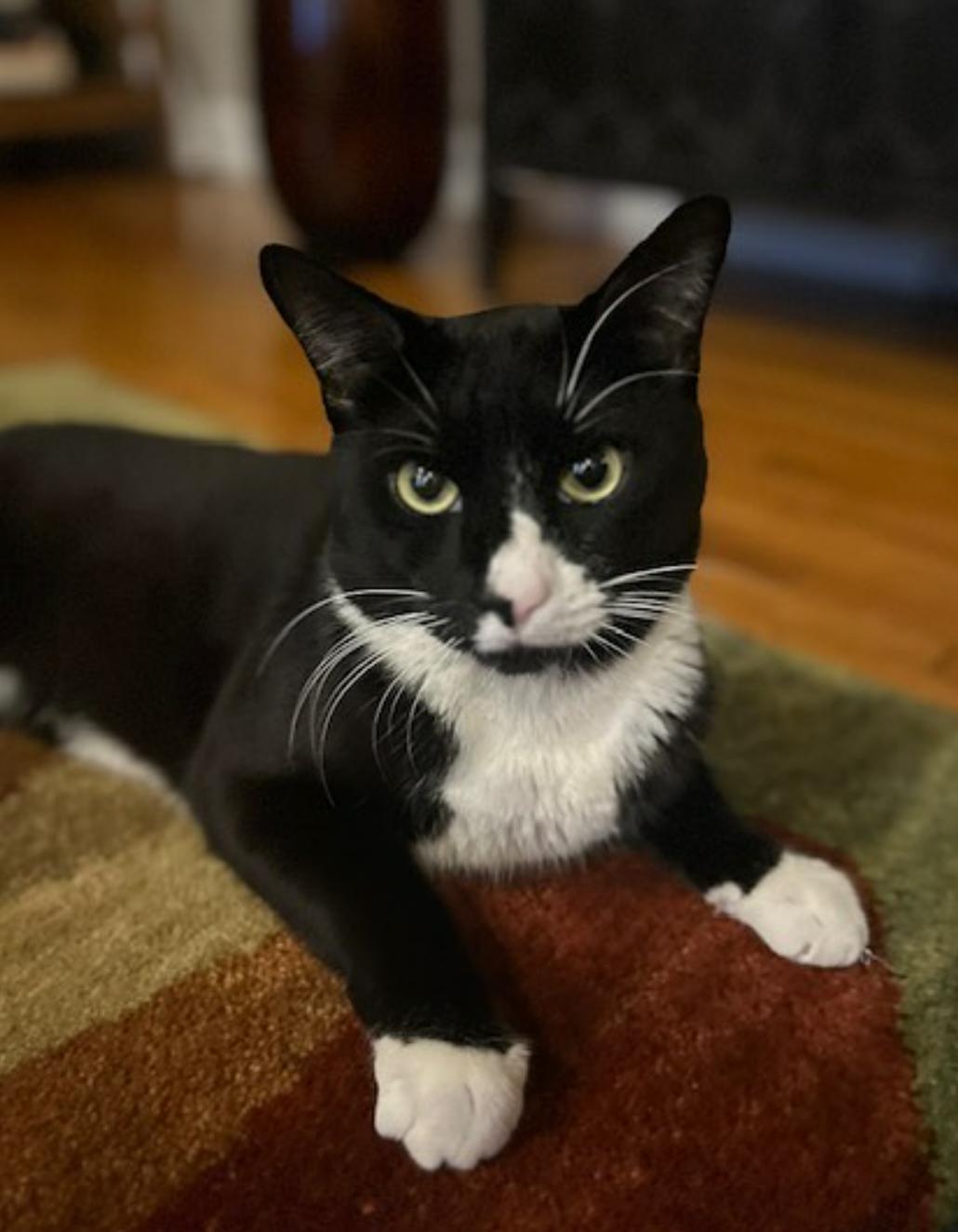 Thumper, a Adoptable Tuxedo in Bethany, CT image 2/6