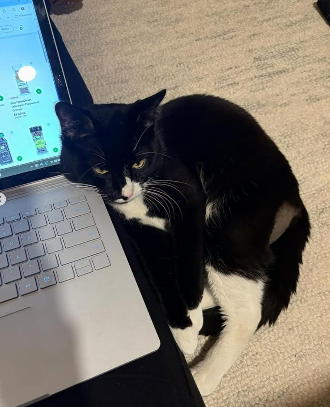 Thumper, a Adoptable Tuxedo in Bethany, CT image 3/6