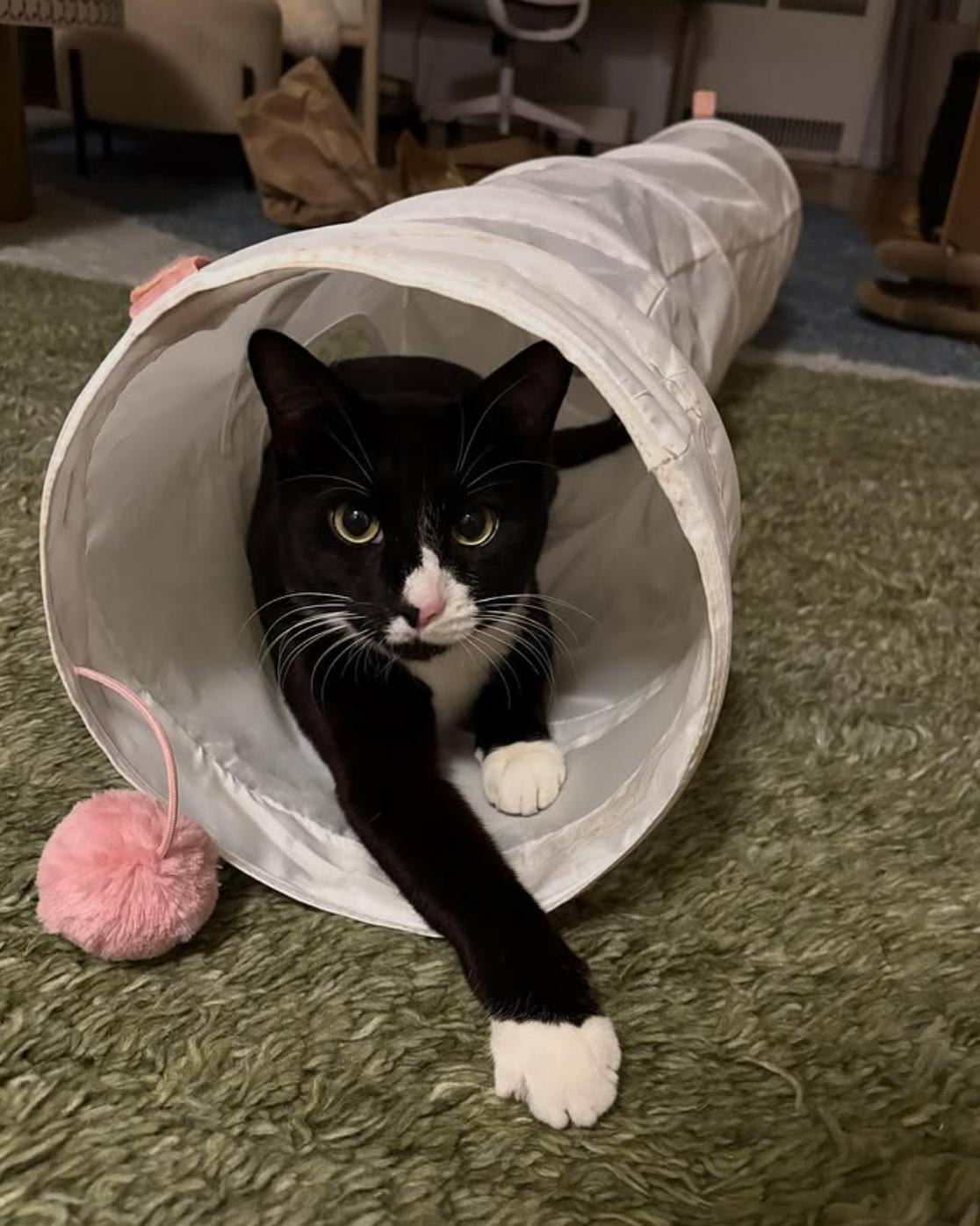 Thumper, a Adoptable Tuxedo in Bethany, CT image 4/6