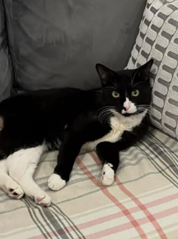Thumper, a Adoptable Tuxedo in Bethany, CT image 5/6