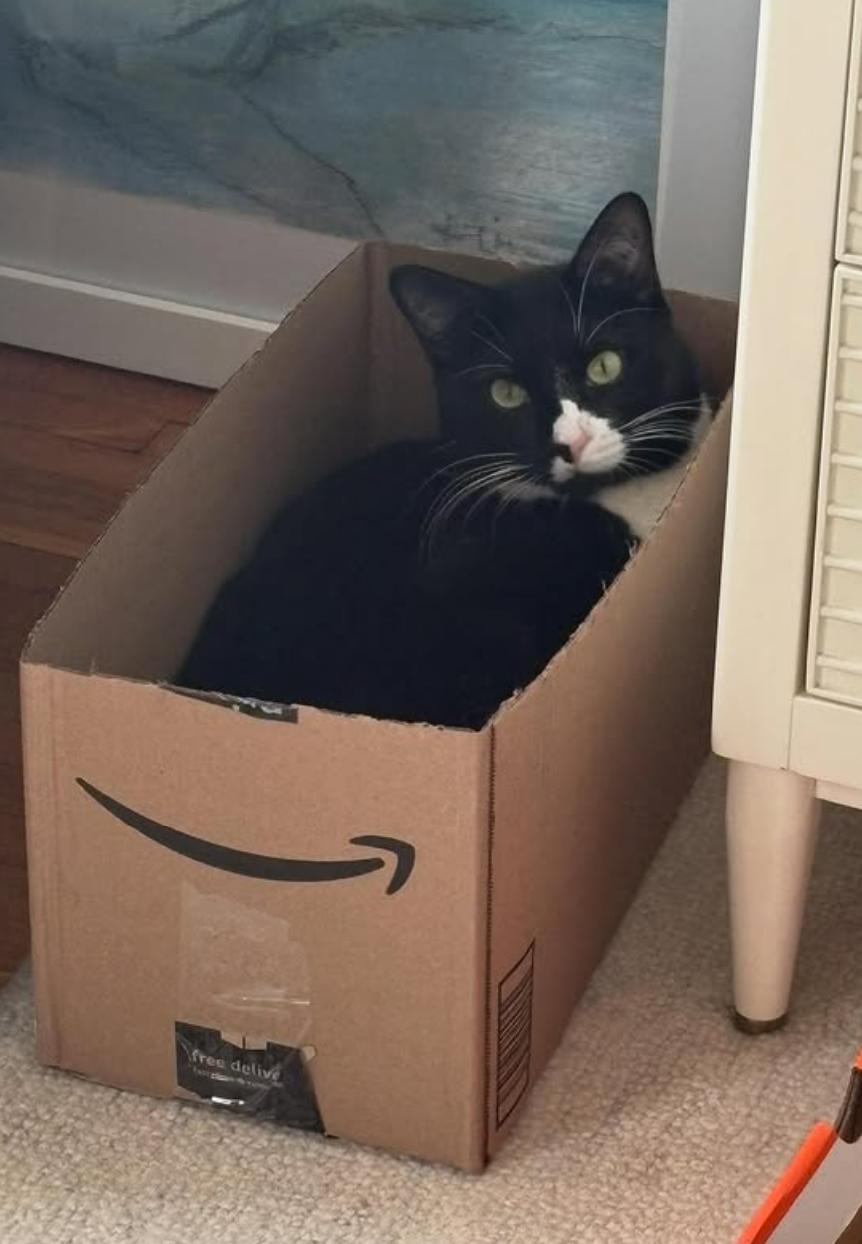 Thumper, a Adoptable Tuxedo in Bethany, CT image 6/6