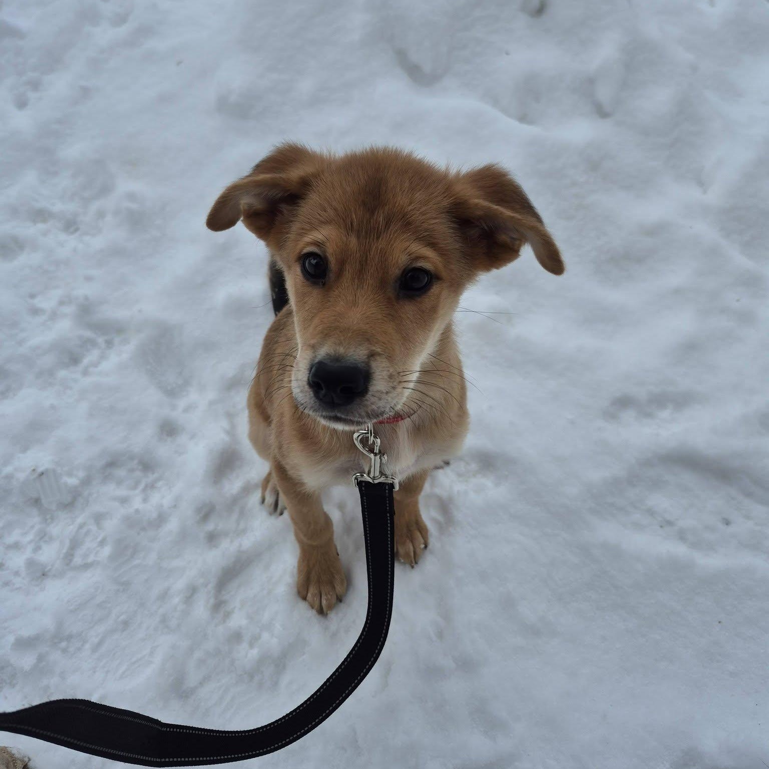 Draco, ADOPTABLE, Young Male Shepherd.