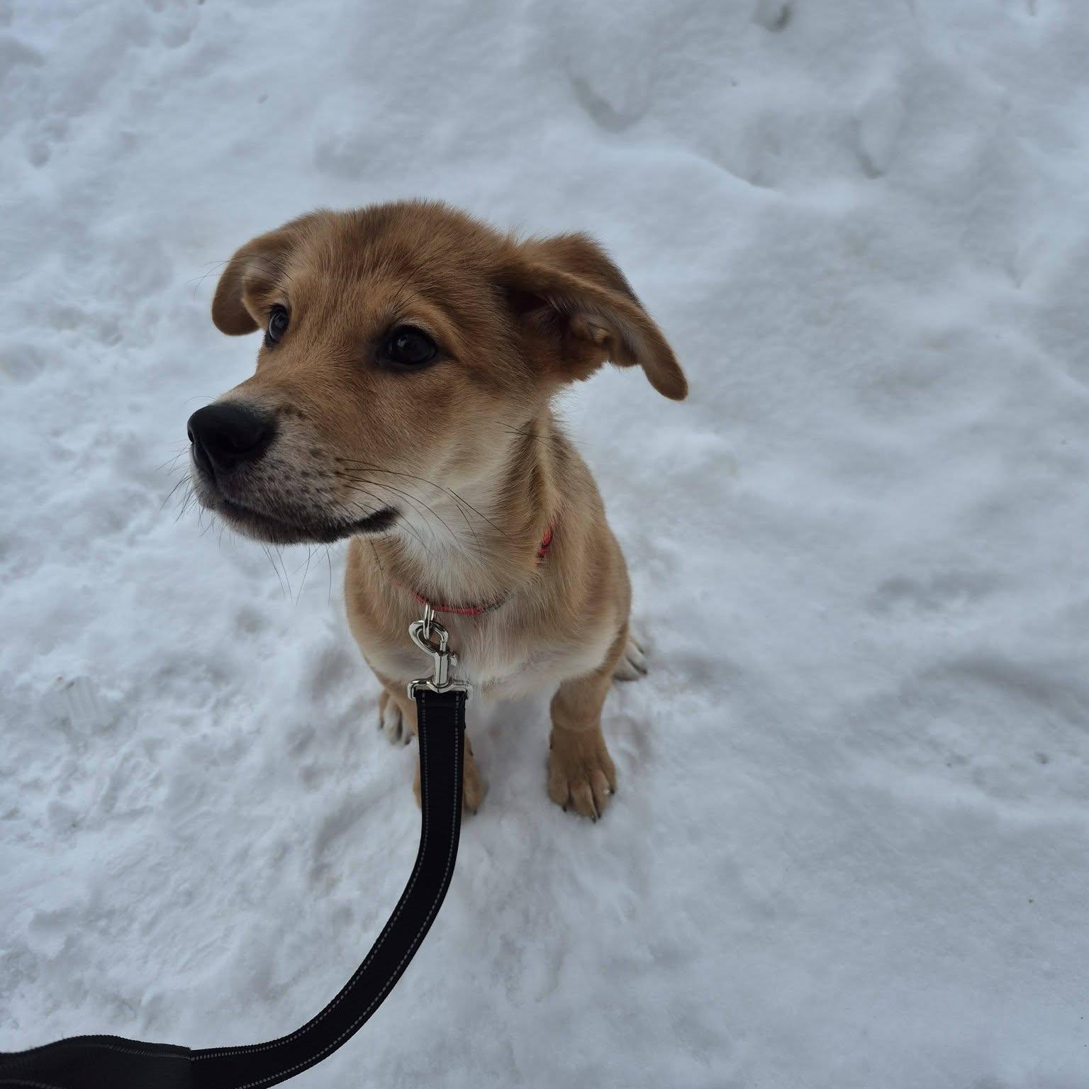 Enlarge Draco, a ADOPTABLE mixed breed in Woodstock, ON image 2/5