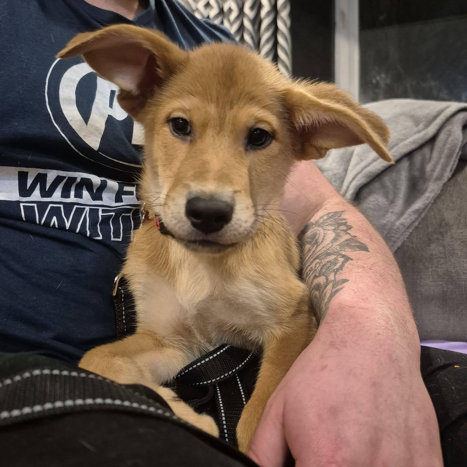 Enlarge Draco, a ADOPTABLE mixed breed in Woodstock, ON image 3/5