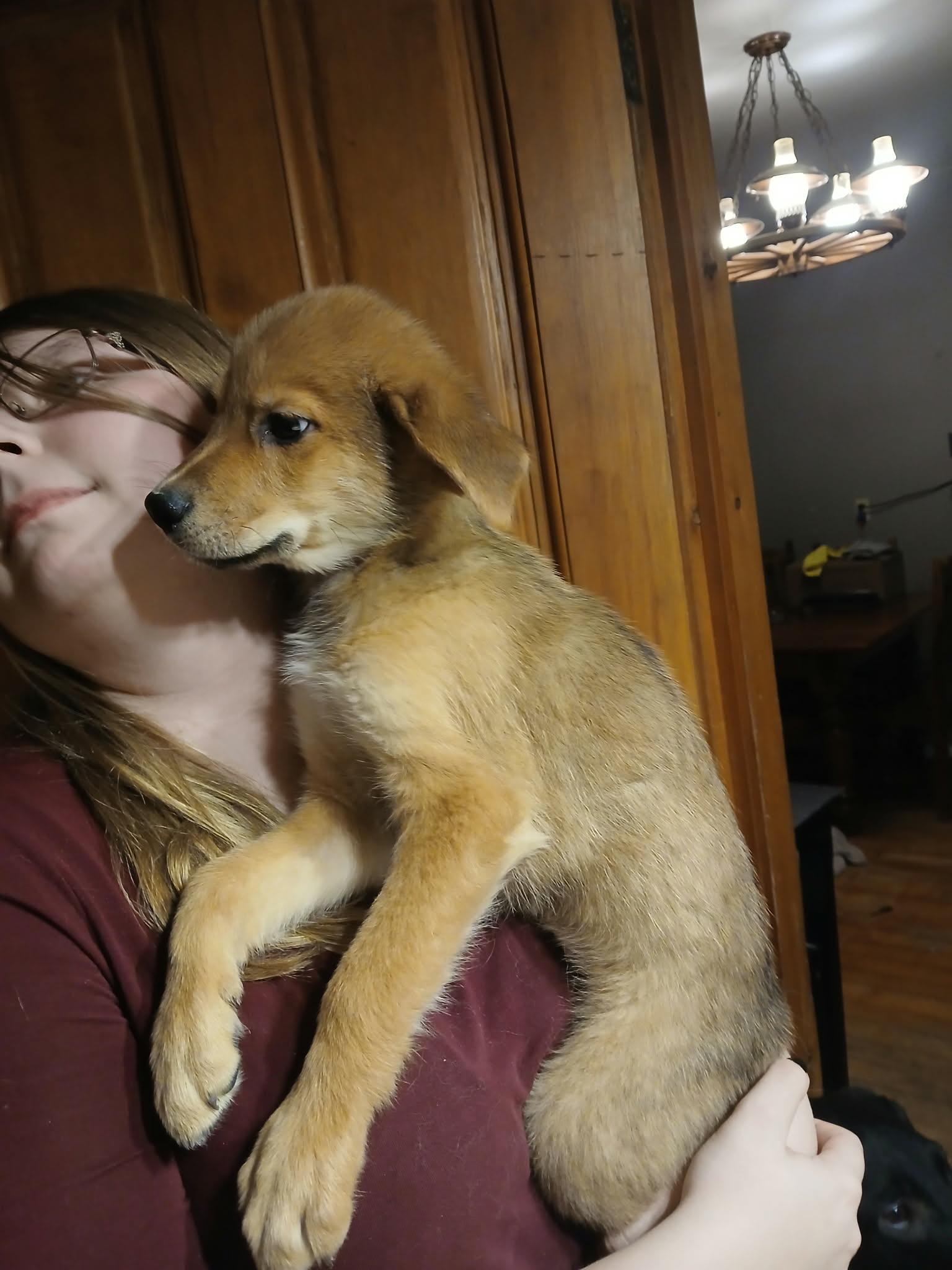 Enlarge Draco, a ADOPTABLE mixed breed in Woodstock, ON image 1/1