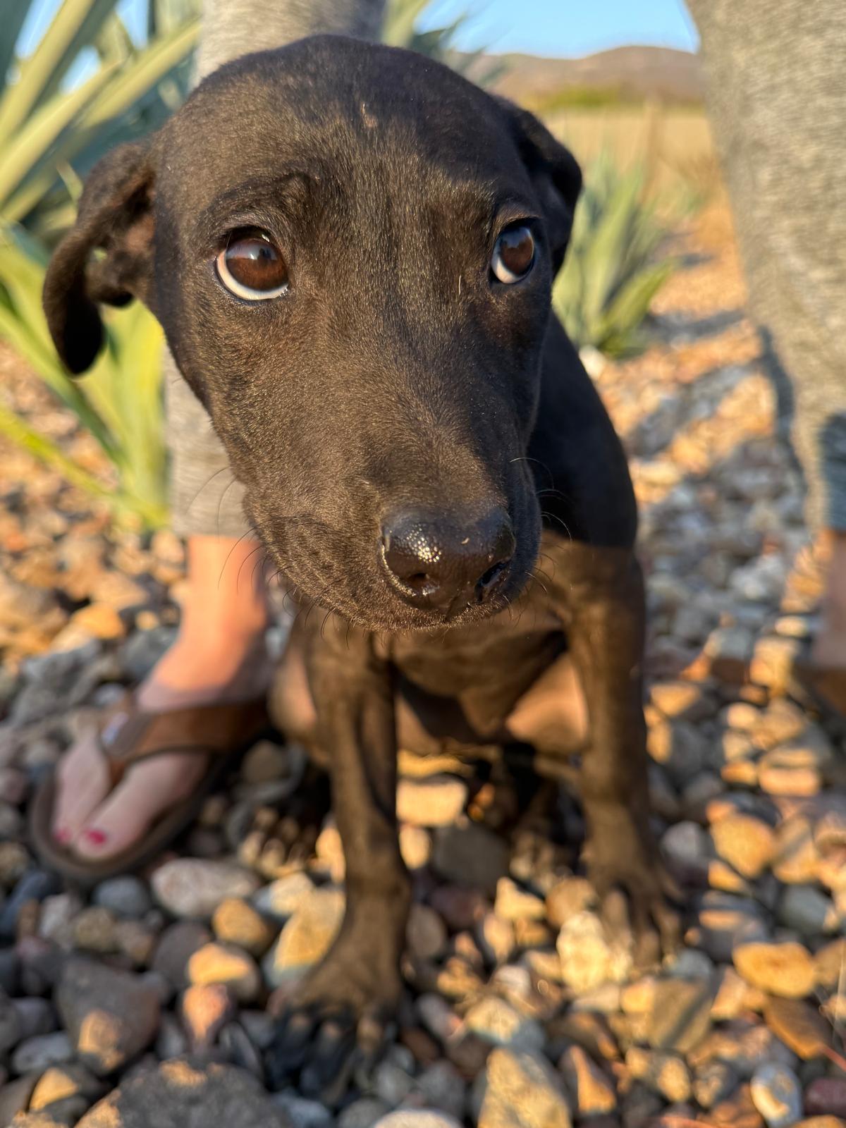 Enlarge Raven, an adopted mixed breed in Austin, TX image 4/6