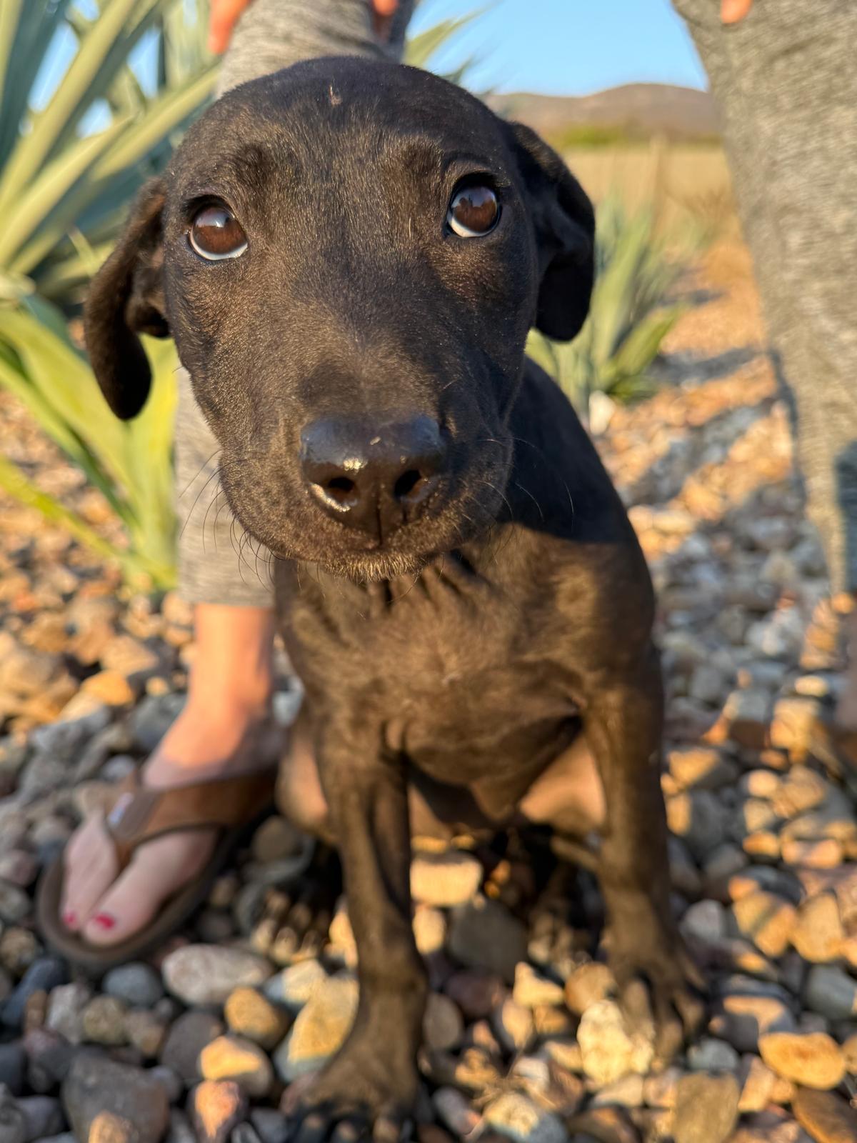 Raven, adopted, Puppy Female Xoloitzcuintli / Mexican Hairless & Labrador Retriever.