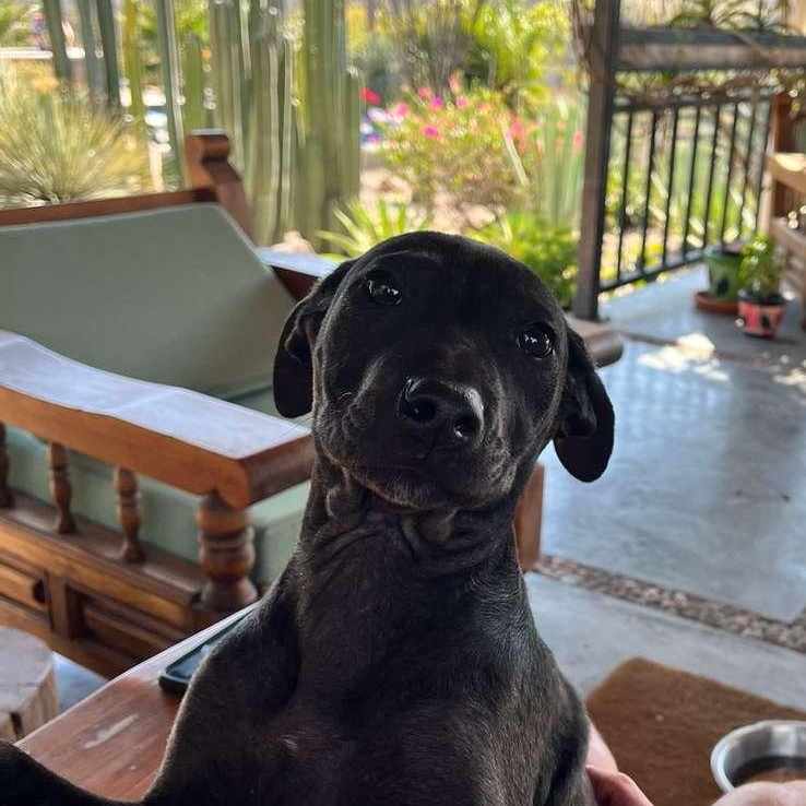 Enlarge Raven, an adopted mixed breed in Austin, TX image 6/6