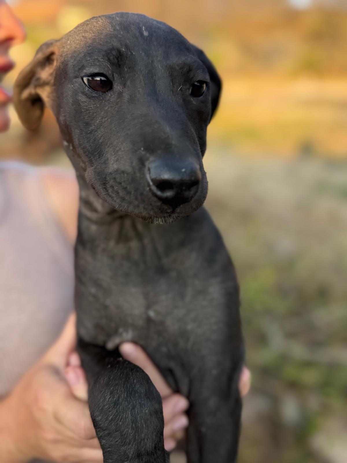 Enlarge Raven, an adopted mixed breed in Austin, TX image 5/6