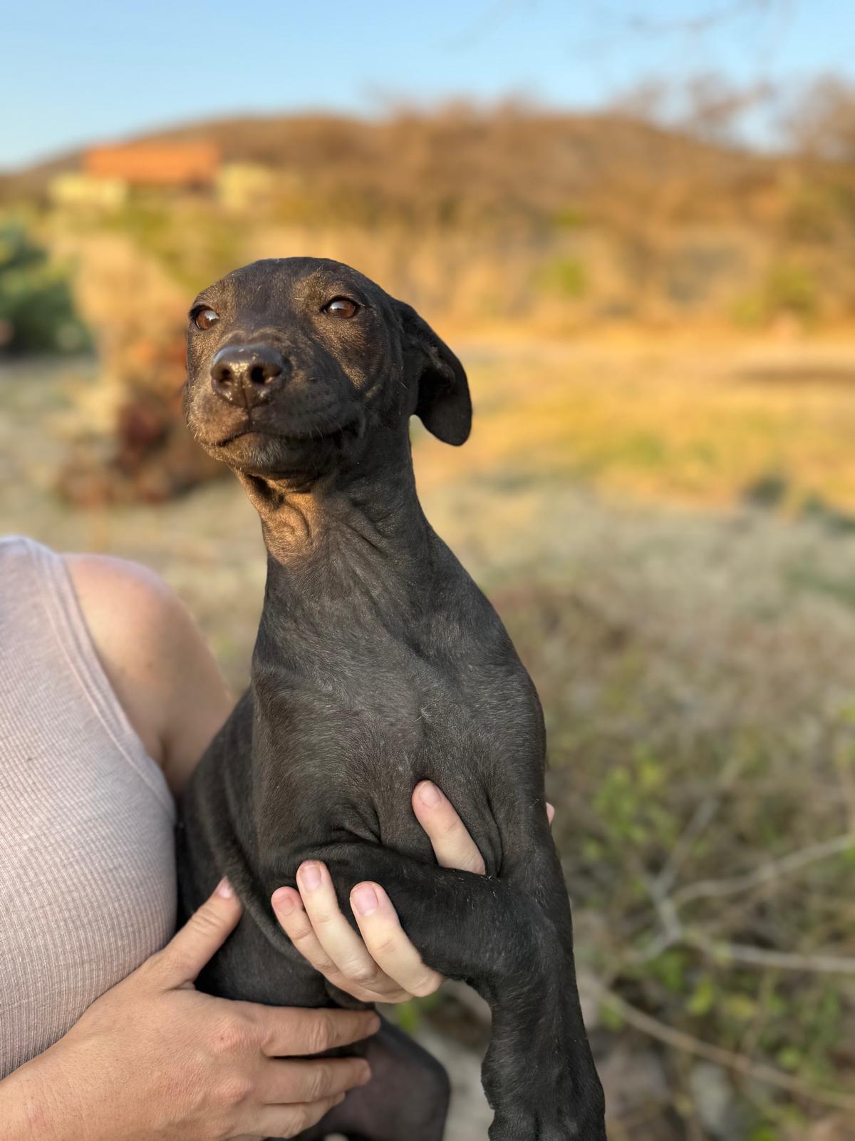 Enlarge Raven, an adopted mixed breed in Austin, TX image 3/6