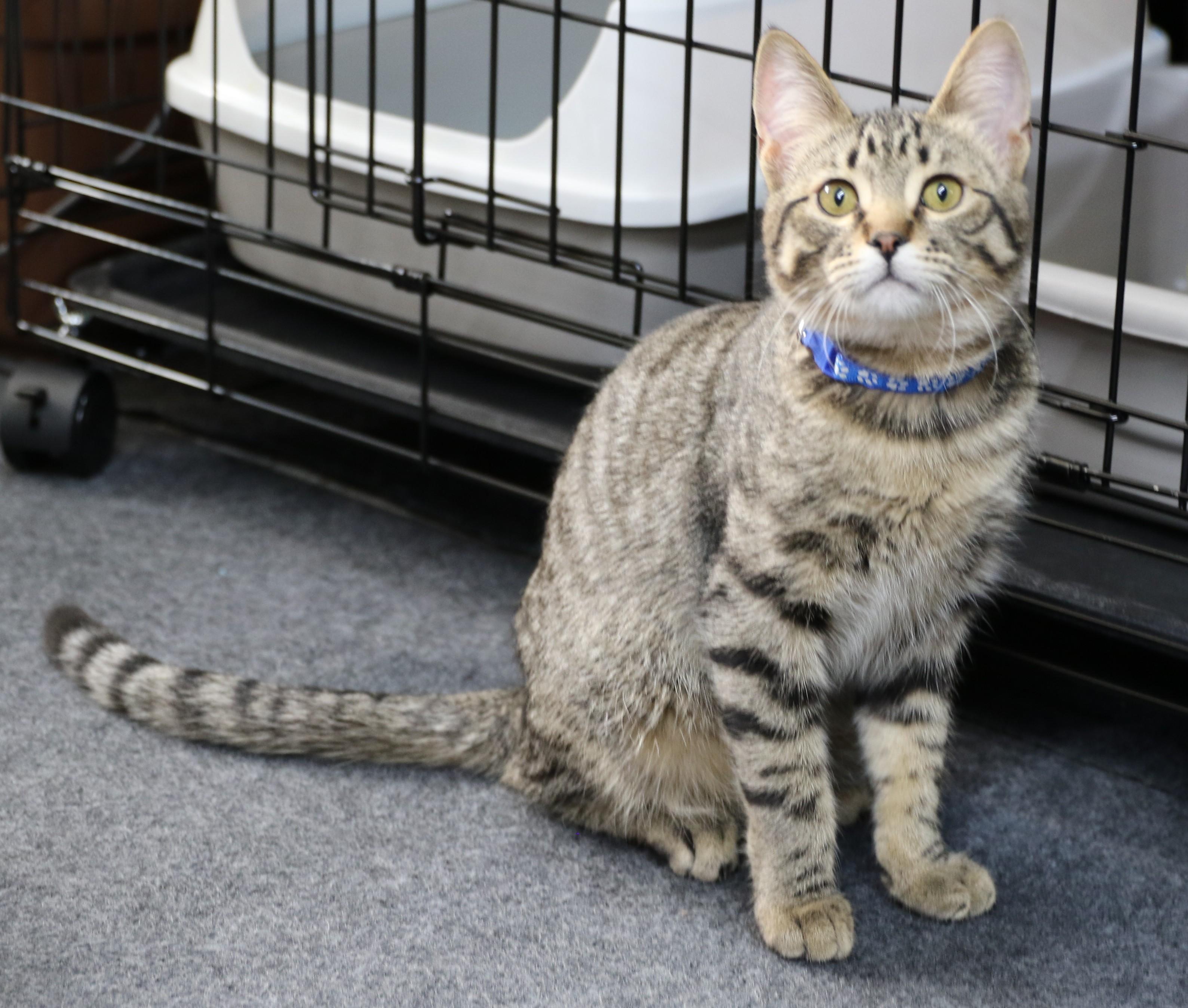 Ziggy, an adoptable Domestic Short Hair, Tabby in Cut Bank, MT, 59427 | Photo Image 4