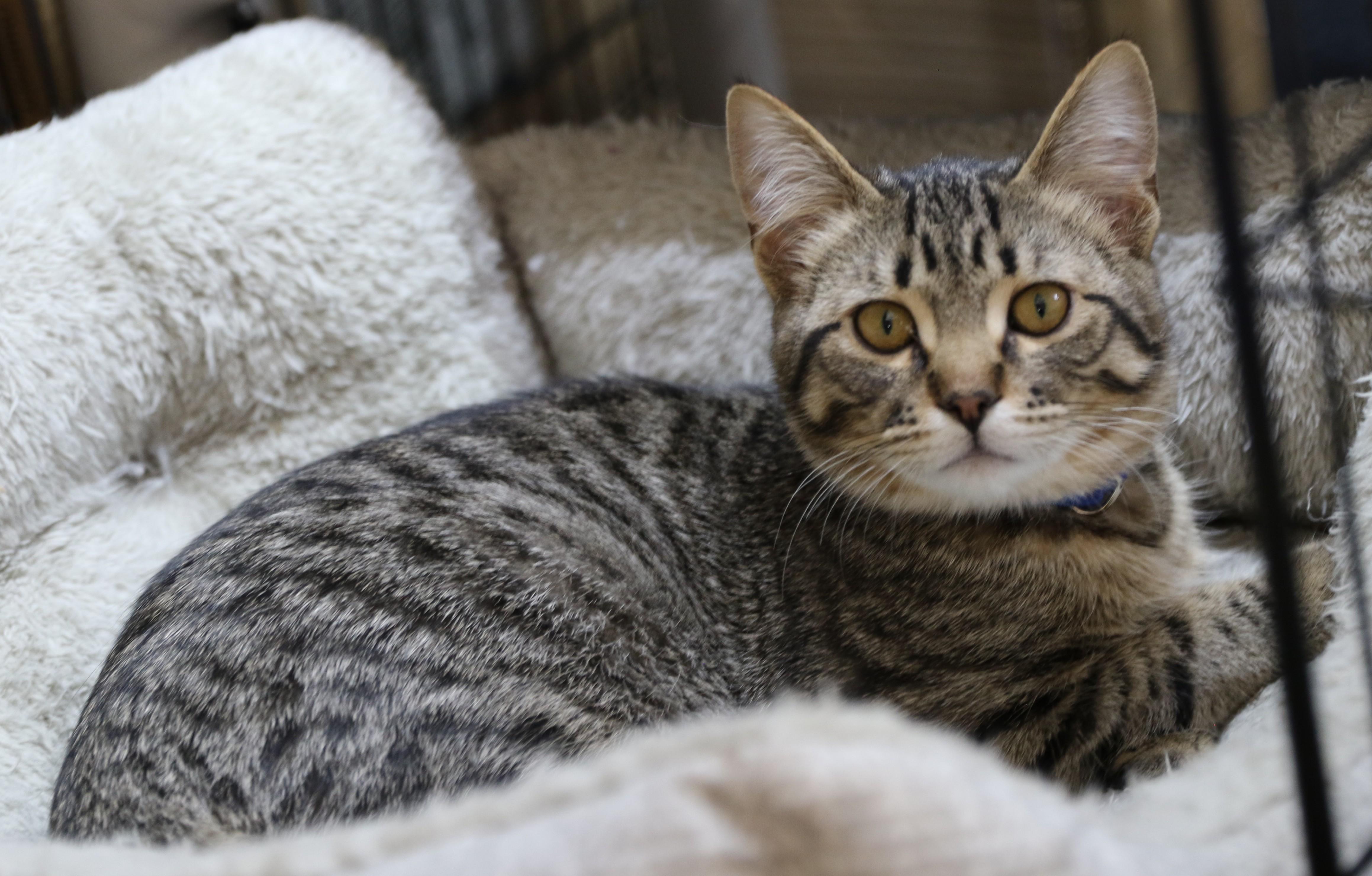 Ziggy, an adoptable Domestic Short Hair, Tabby in Cut Bank, MT, 59427 | Photo Image 3
