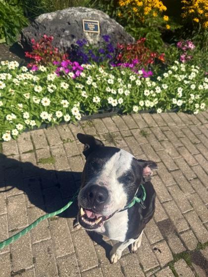 Enlarge Zeus, a Adoptable mixed breed in Harbor Springs, MI image 2/3