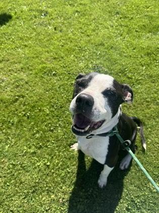 Enlarge Zeus, a Adoptable mixed breed in Harbor Springs, MI image 3/3