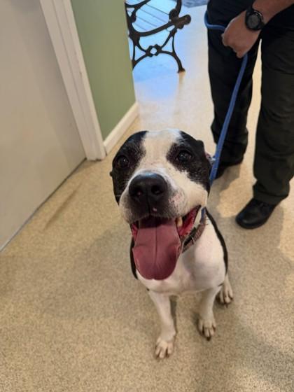 Enlarge Zeus, a Adoptable mixed breed in Harbor Springs, MI image 3/3