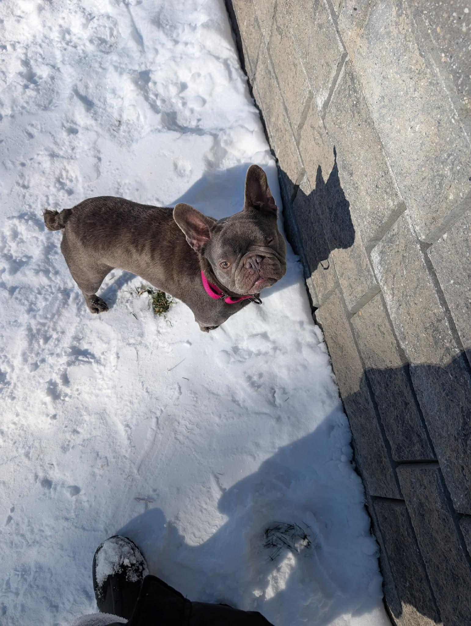 Enlarge Willa, an adoption pending French Bulldog in Brunswick, ME image 2/2