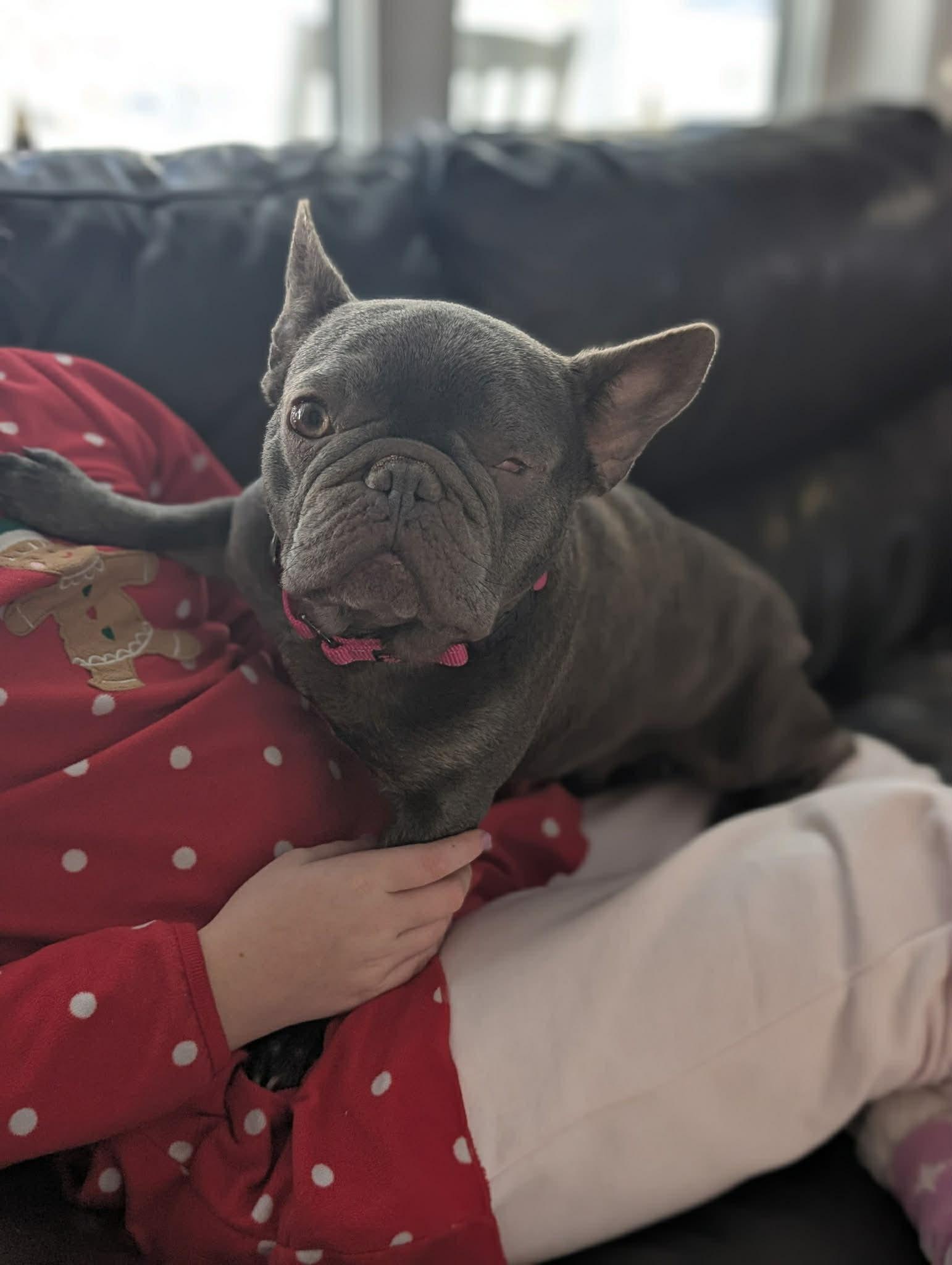 Enlarge Willa, an adoption pending French Bulldog in Brunswick, ME image 1/2