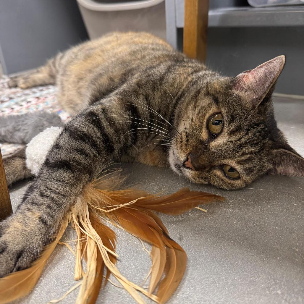 Enlarge Maryanne, a Adoptable Domestic Short Hair in Jupiter, FL image 3/6