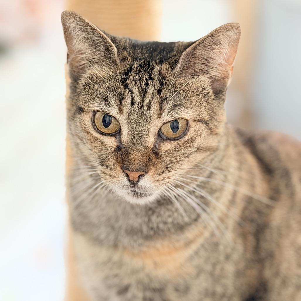 Enlarge Maryanne, a Adoptable Domestic Short Hair in Jupiter, FL image 3/6