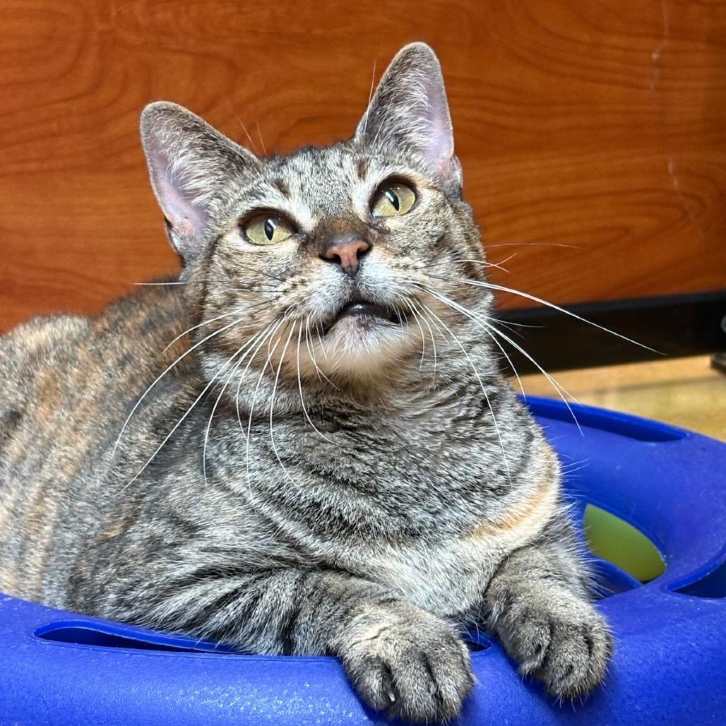 Enlarge Maryanne, a Adoptable Domestic Short Hair in Jupiter, FL image 5/6